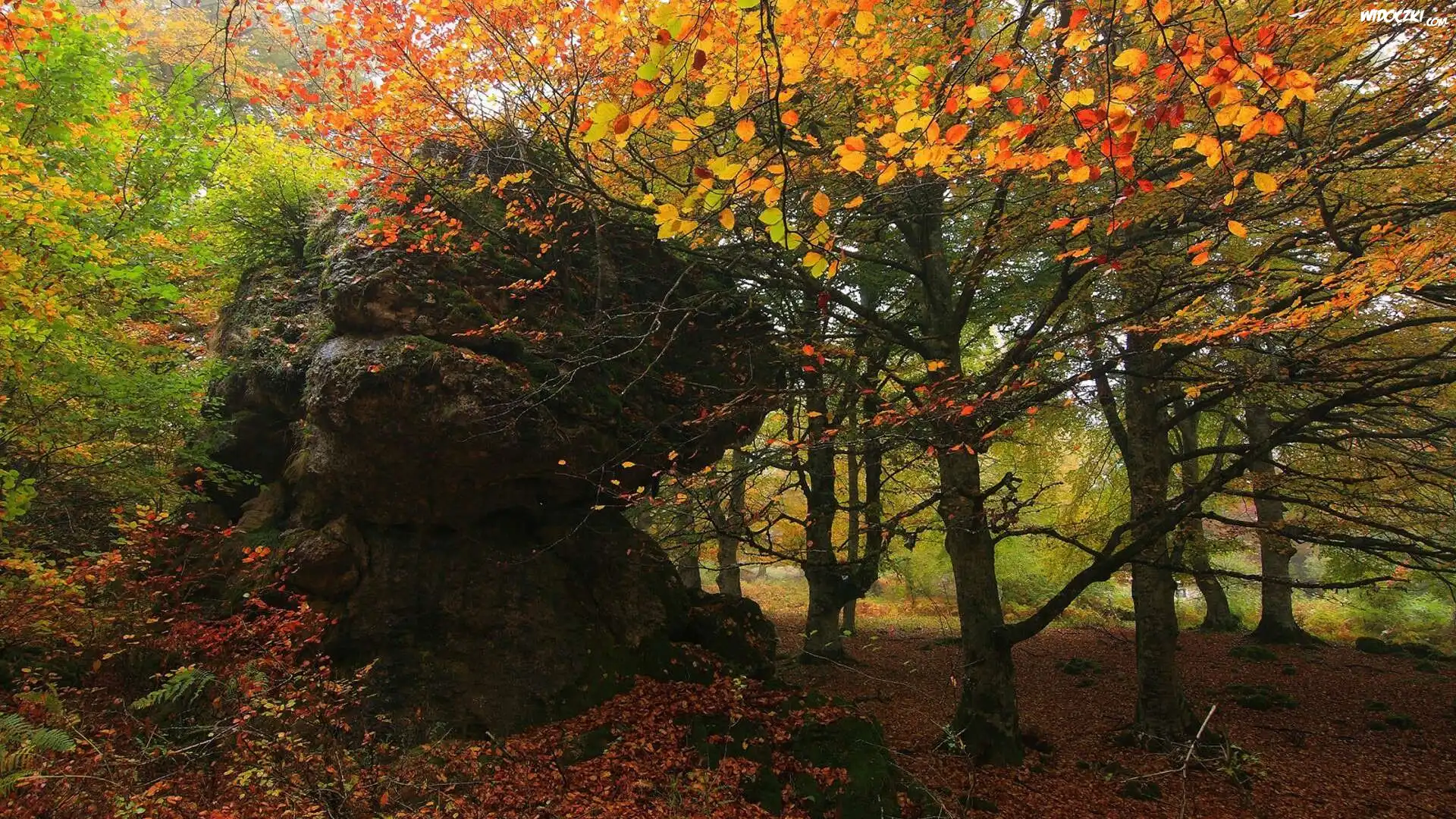 Hiszpania, Kraj Basków, Jesień, Drzewa, Skała, Liście