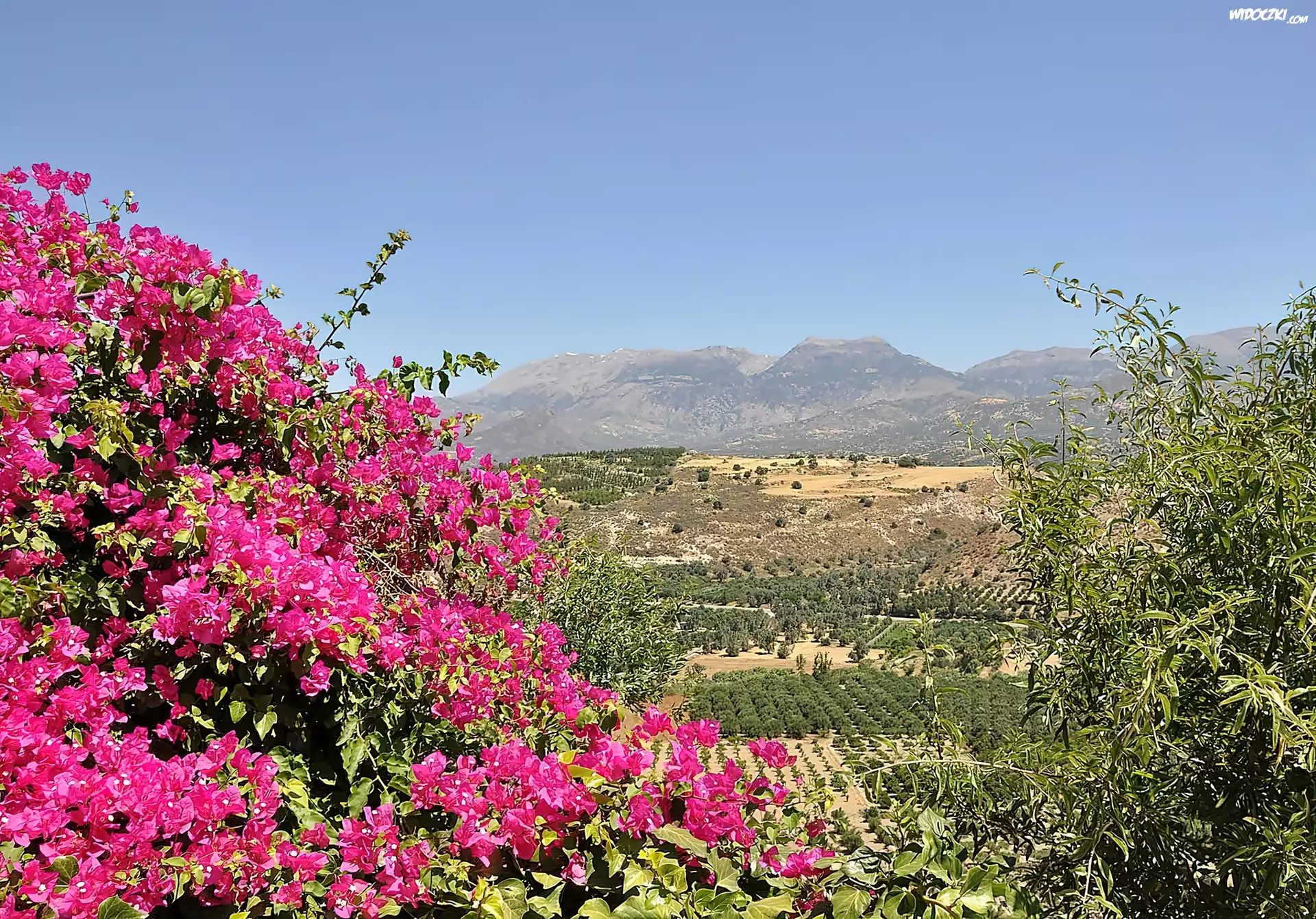 Kreta, Góry, Pola, Kwitnąca, Bugenwilla