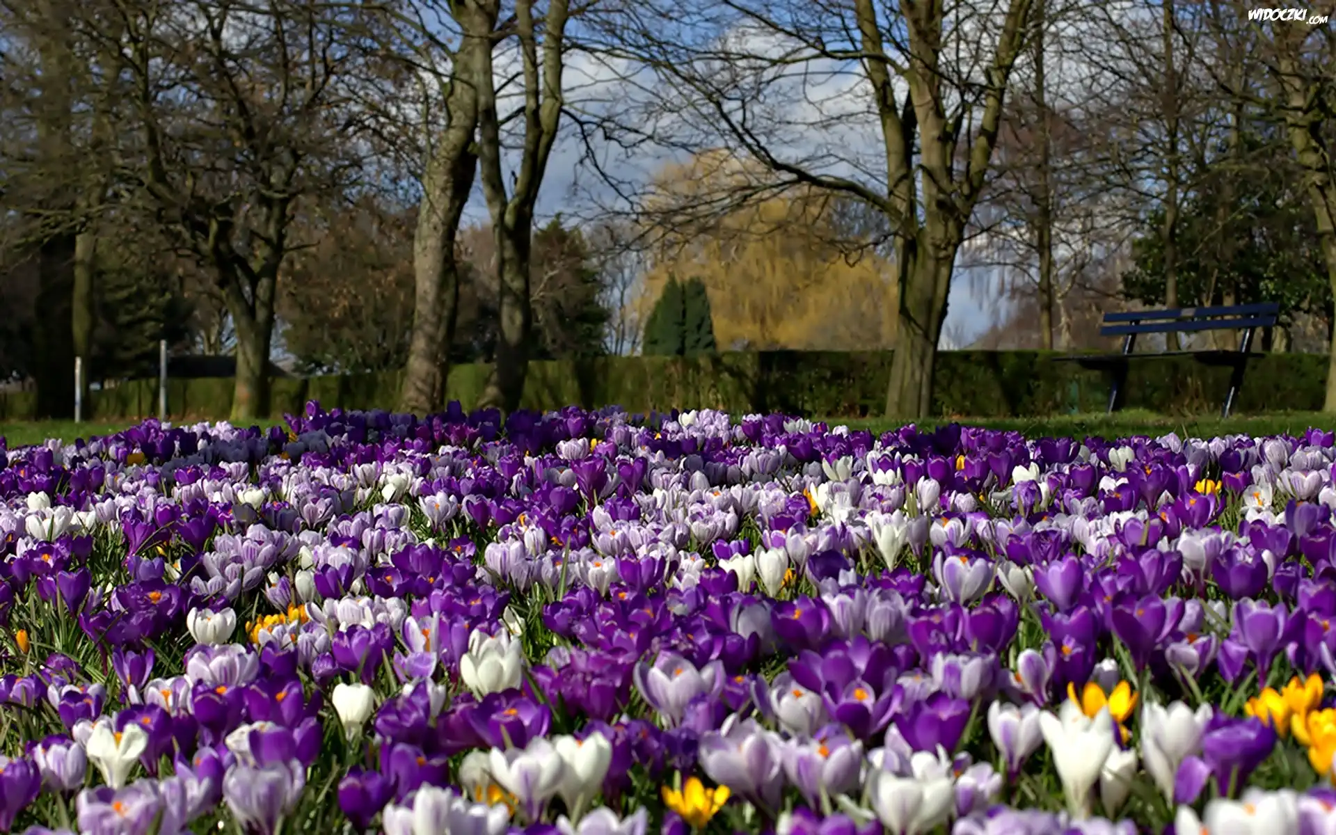 Park, Krokusy, Drzewa