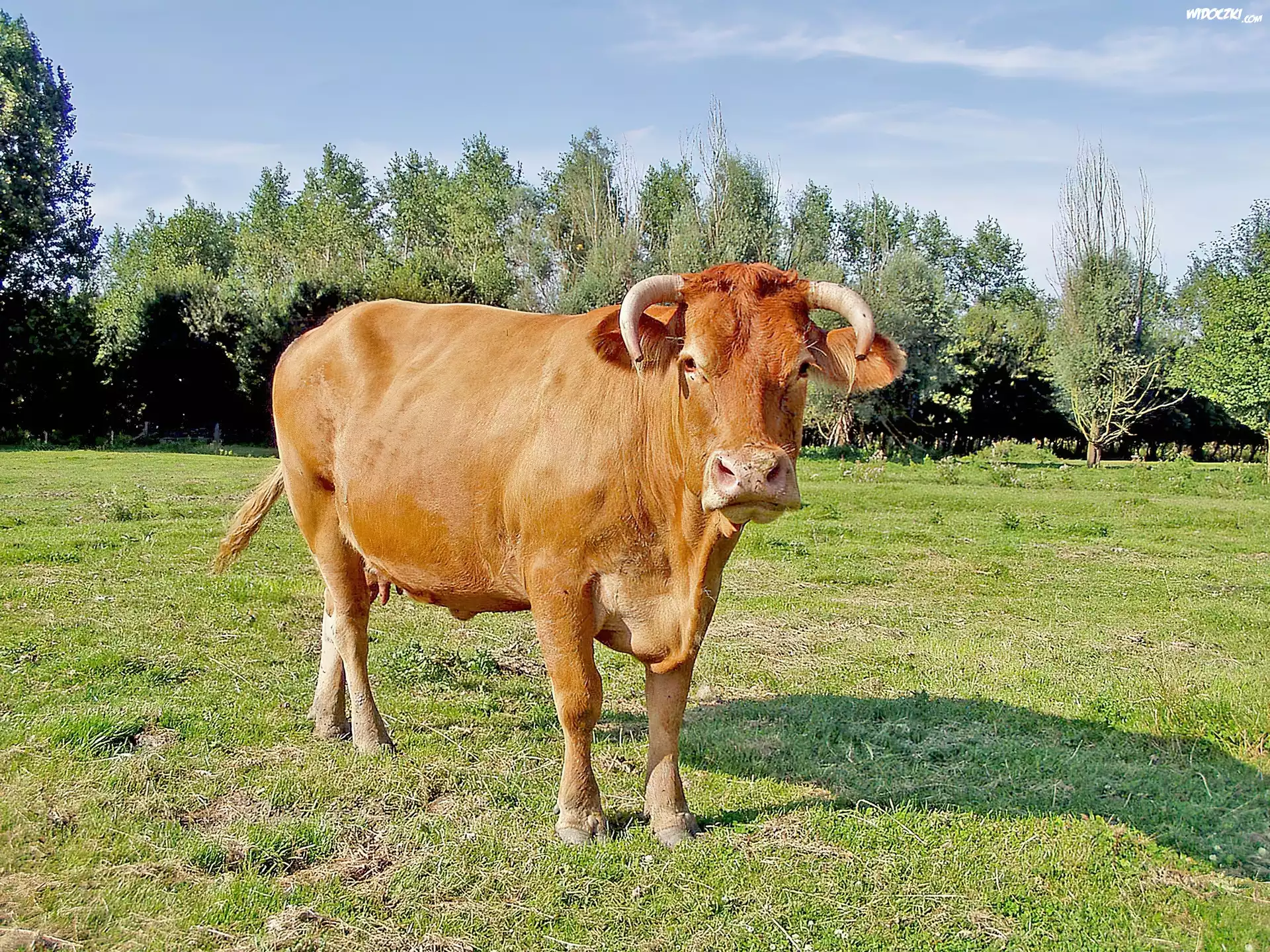 Krówka, Łąka