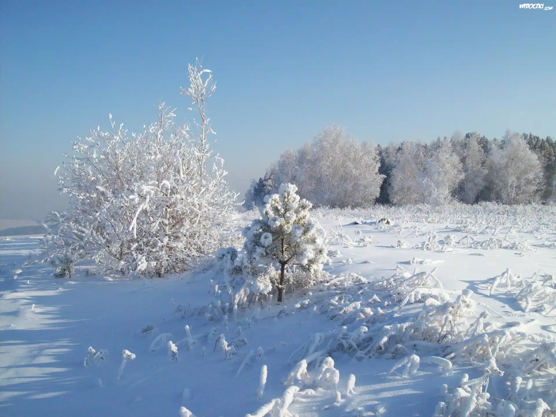 Drzewa, Krzewy, Åšnieg
