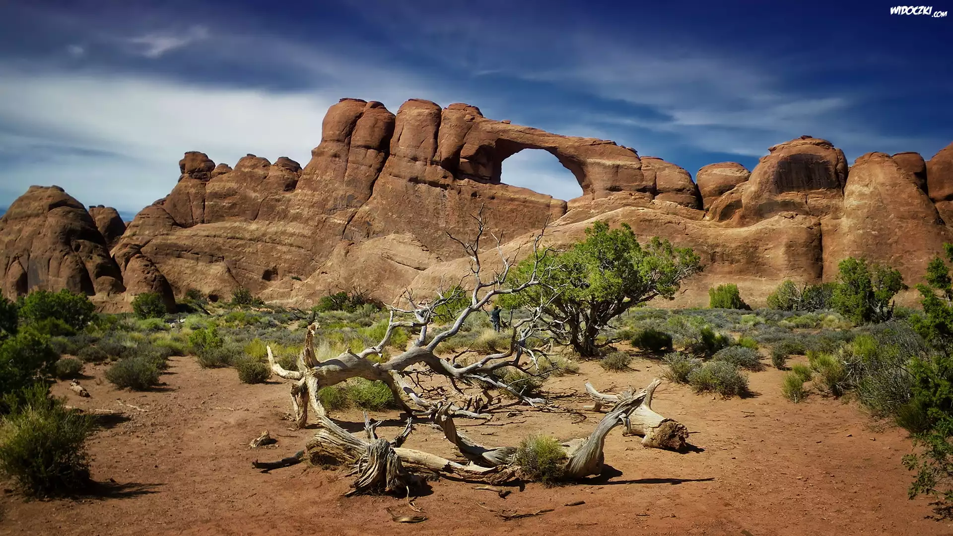 Skały, Drzewa, Krzewy, Suchy, Konar, Park Narodowy Arches, Utah, Stany Zjednoczone