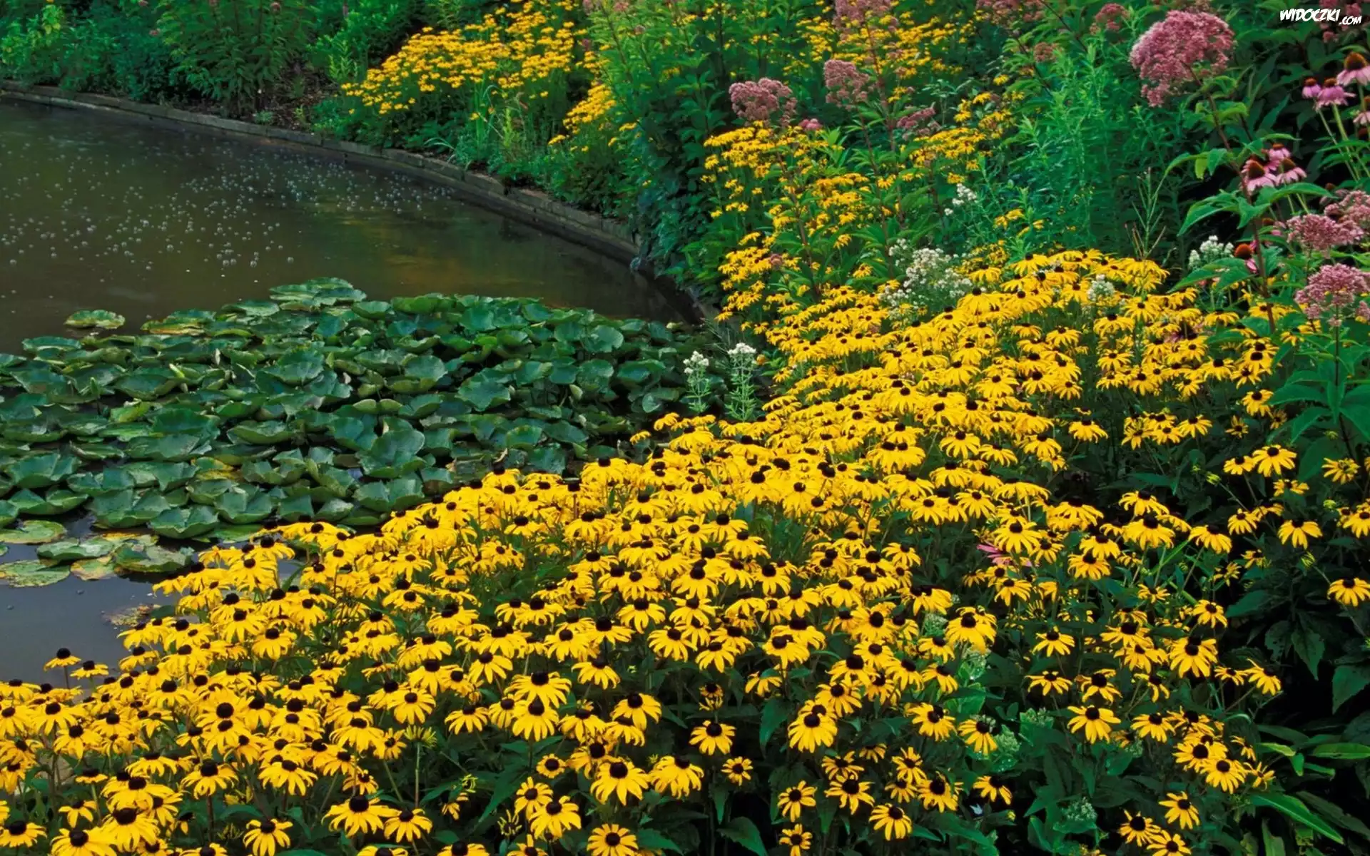 Kwiaty, Rudbekia błyskotliwa, Nenufary