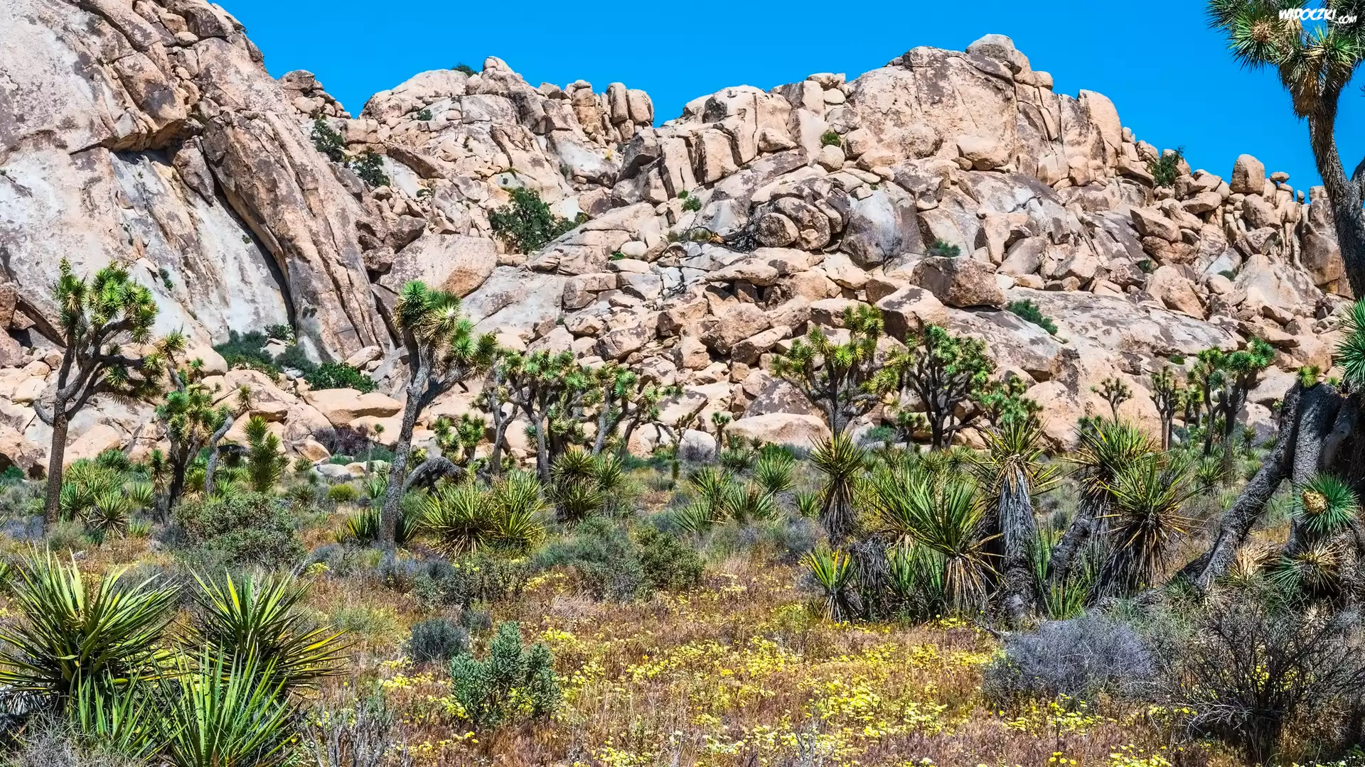 Park Narodowy Joshua Tree, Góry, Rośliny, Kwiaty, Drzewa, Kalifornia, Stany Zjednoczone