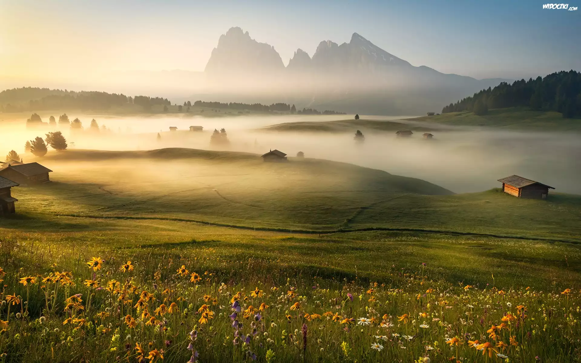 Łąka, Kwiaty, Poranna, Mgła, Płaskowyż Seiser Alm, Góry, Dolomity, Włochy