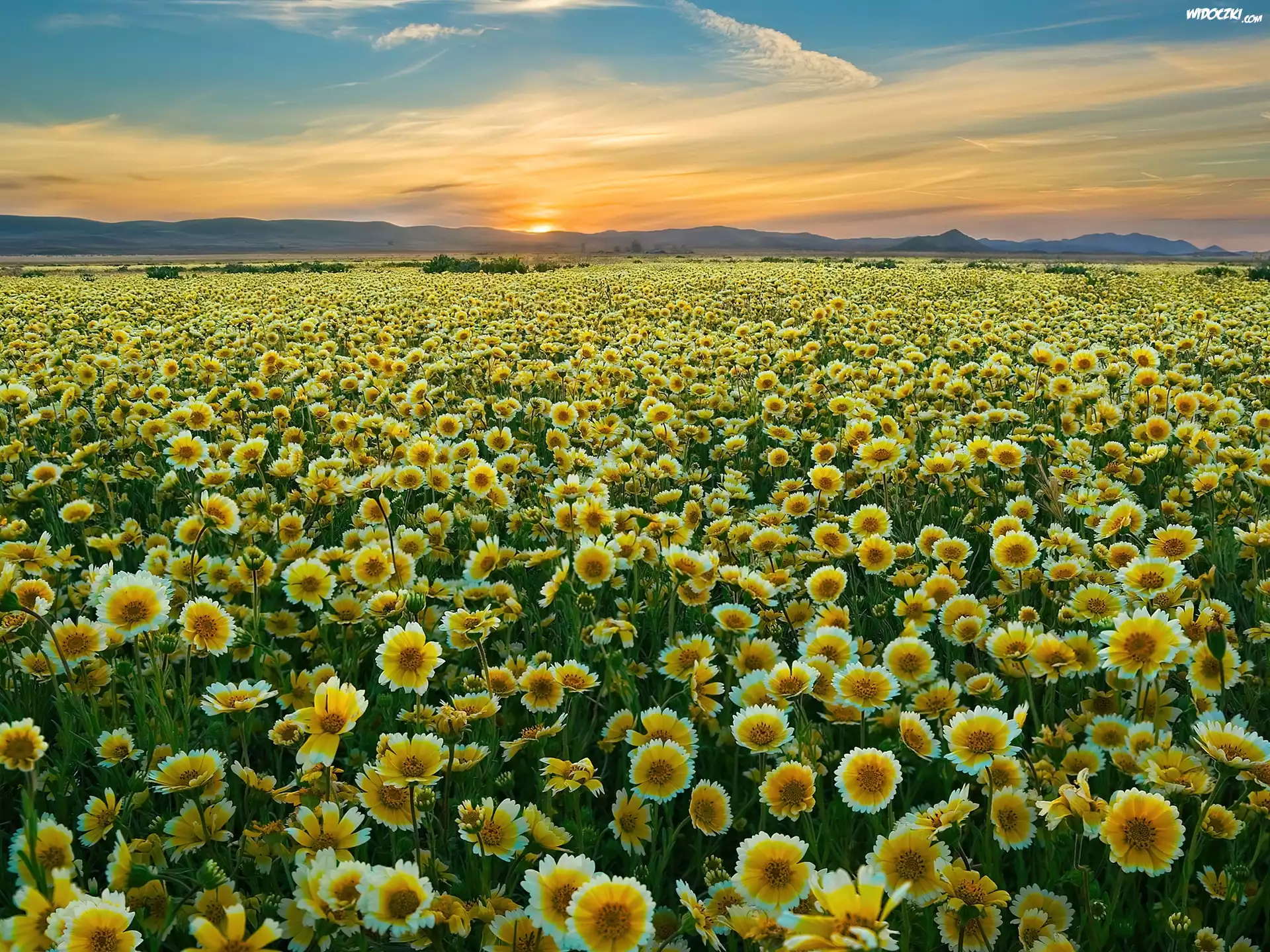 Polne, Kwiaty, Zachód, Słońca, Carrizo Plain National Monument