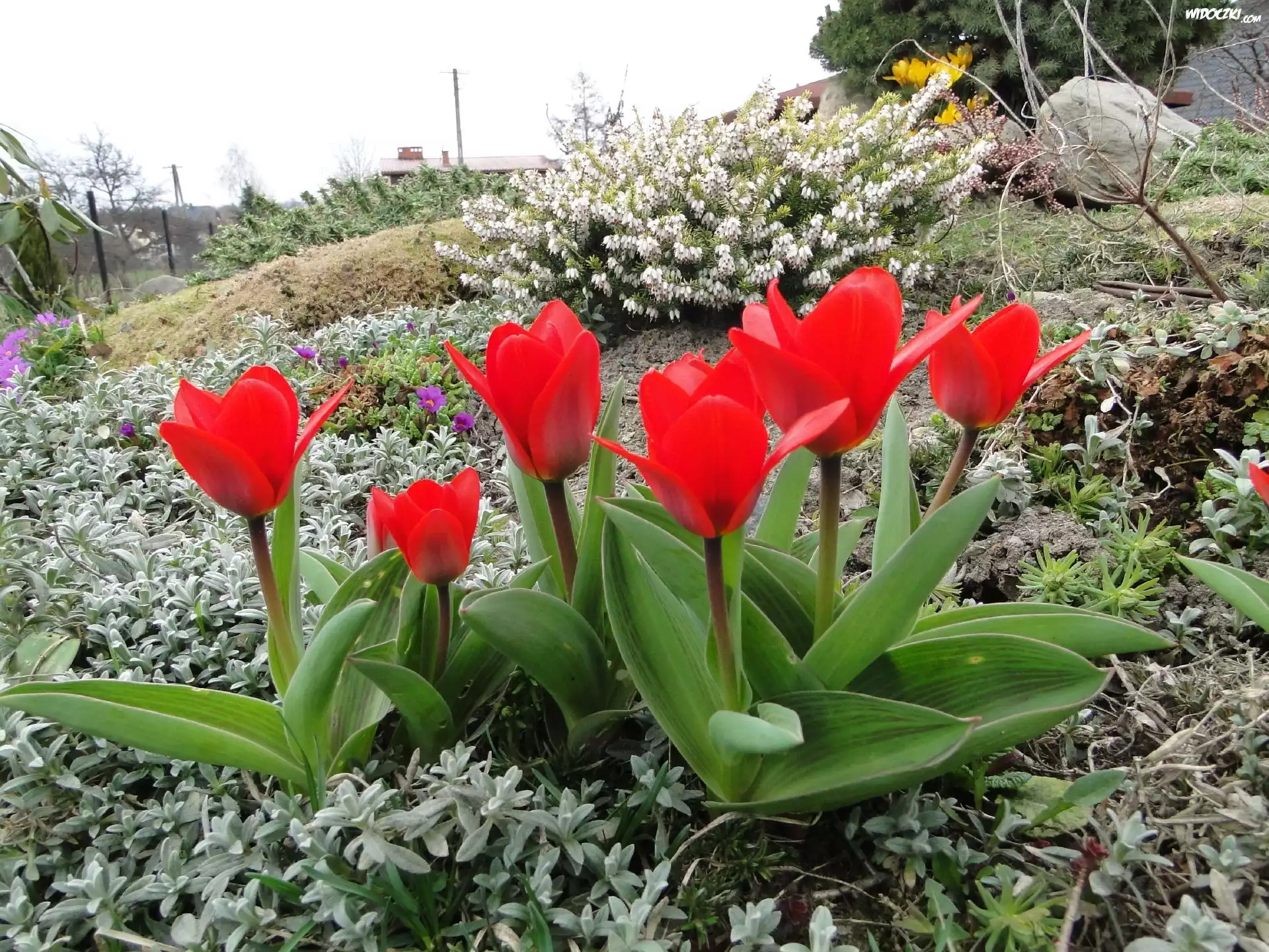Ogród, Kwiaty, Tulipany
