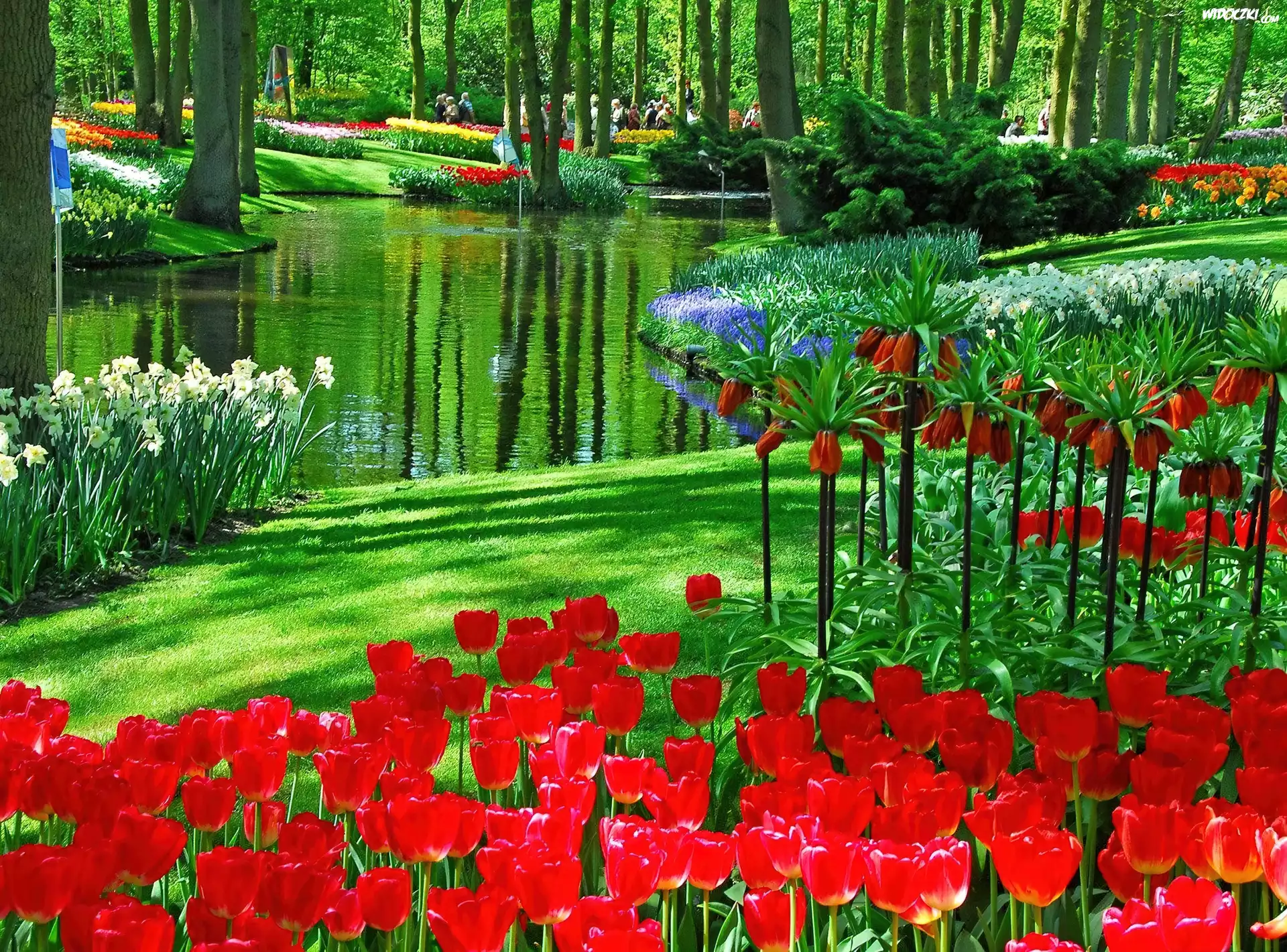 Park, Kwiaty, Holandia