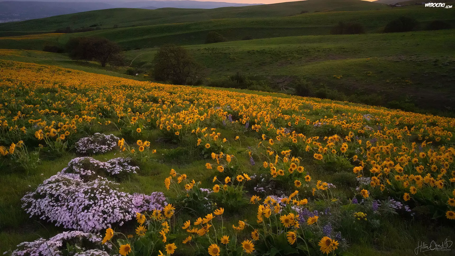Wzgórza, Trawa, Drzewa, Żółte, Kwiaty, Łąka, Park stanowy Columbia Hills, Stan Waszyngton, Stany Zjednoczone