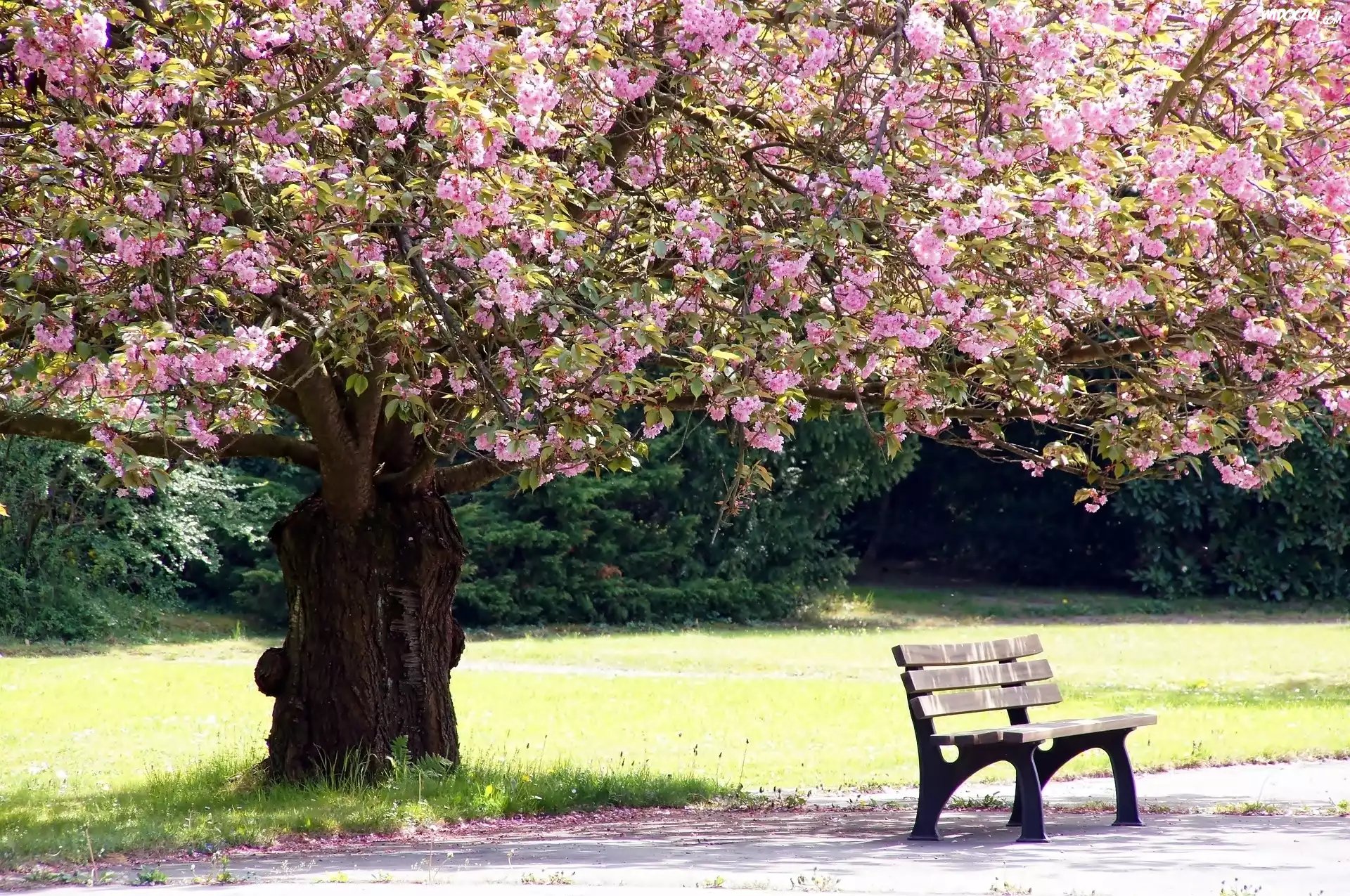 Kwitnące, Drzewo, Ławka, Park, Wiosna