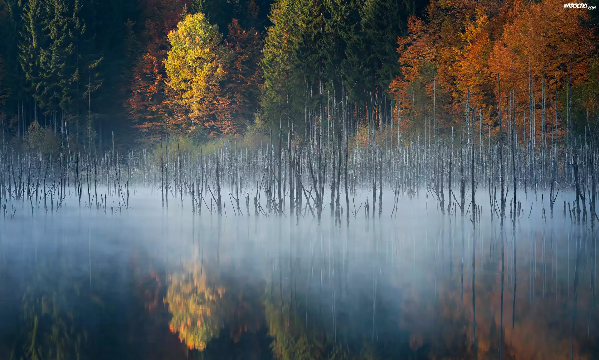 Jesień, Las, Drzewa, Mgła, Jezioro Lacul Cuejdel, Miejscowość
Garcina, Okręg Neamt, Rumunia