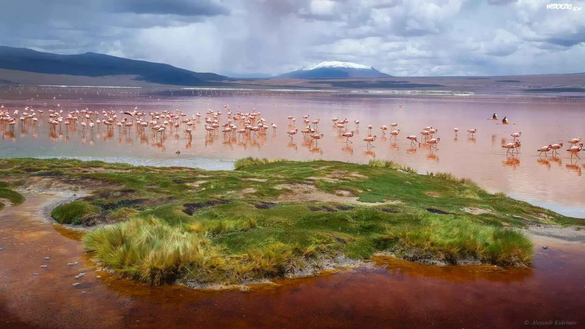 Jezioro, Laguna Colorada, Ptaki, Flamingi, Góry, Andy, Boliwia