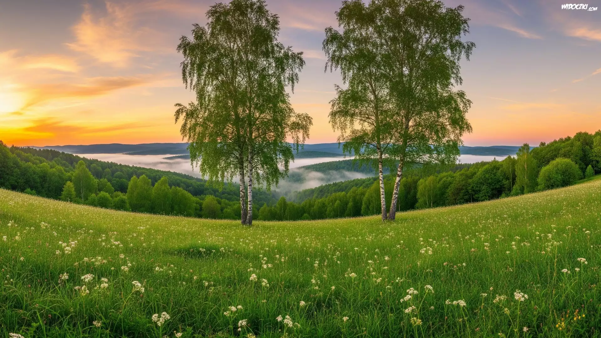 Lato, Drzewa, Brzozy, Łąka, Mgła, Wschód Słońca