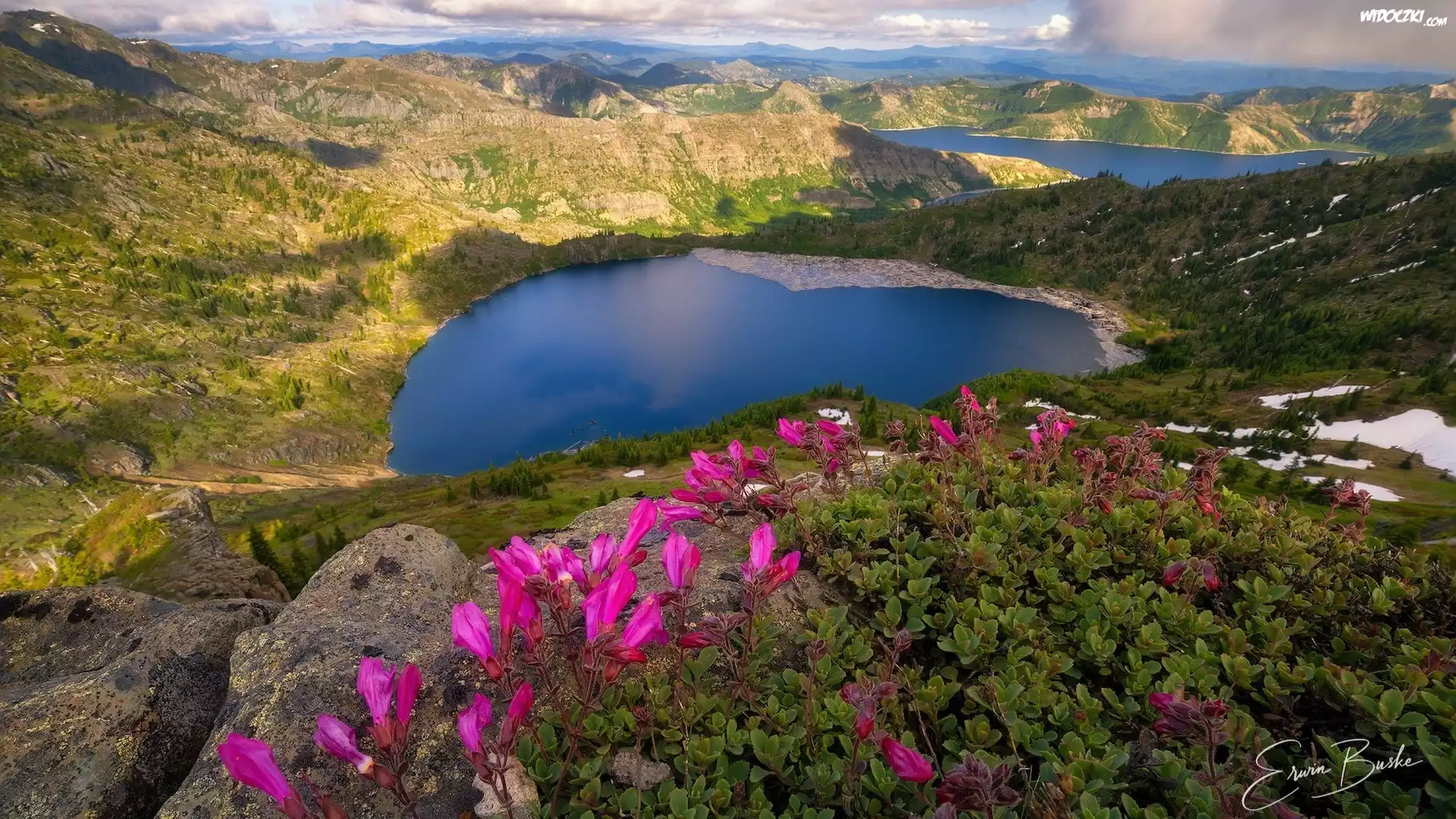 Góry, Jezioro, St. Helens Lake, Spirit Lake, Skały, Kwiaty, Różowe, Stan Waszyngton, Stany Zjednoczone