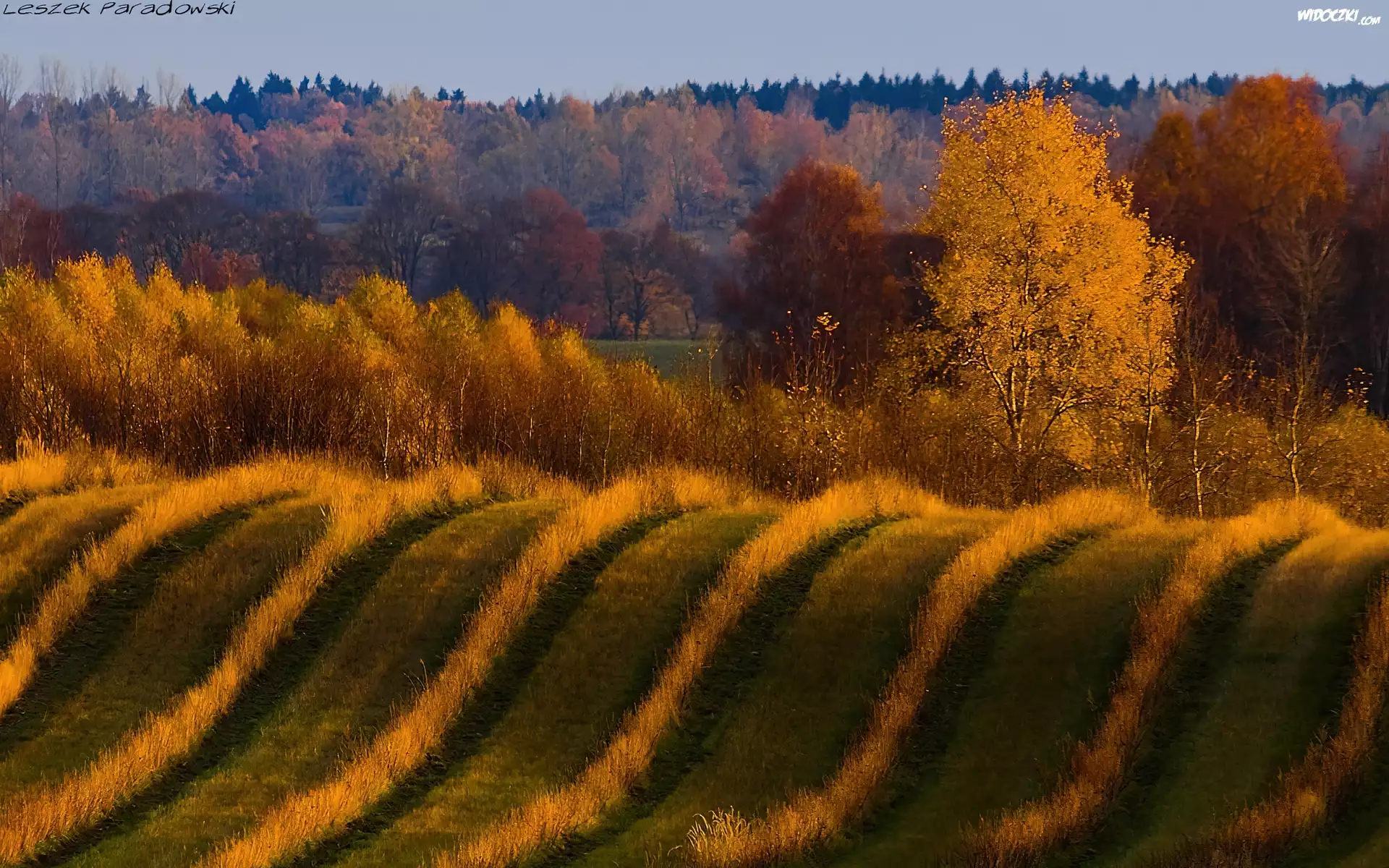 Las, Pofalowane, Pole, Łąka, Krzewy