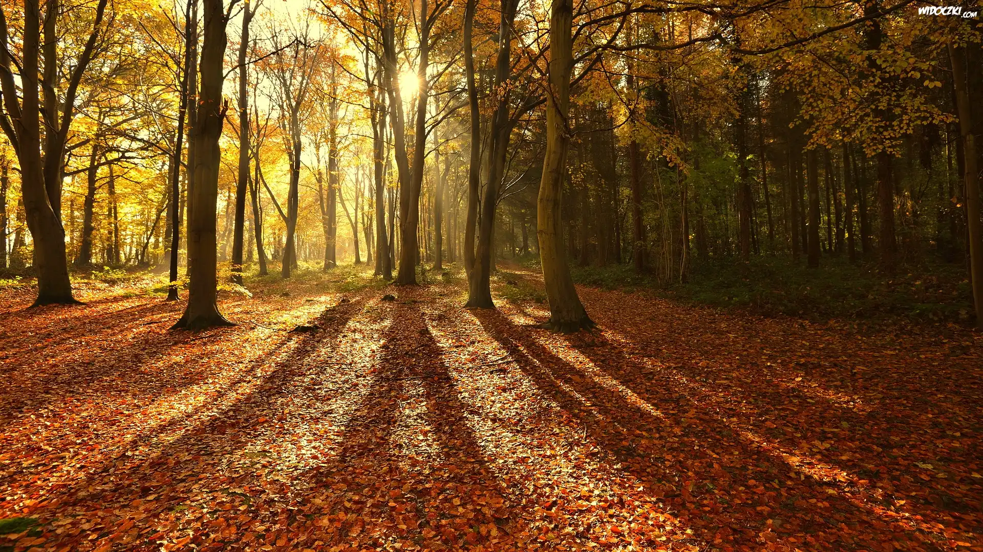 Anglia, Hrabstwo Norfolk, North Norfolk, Las Bacton Woods, Jesień, Las, Promienie Słońca