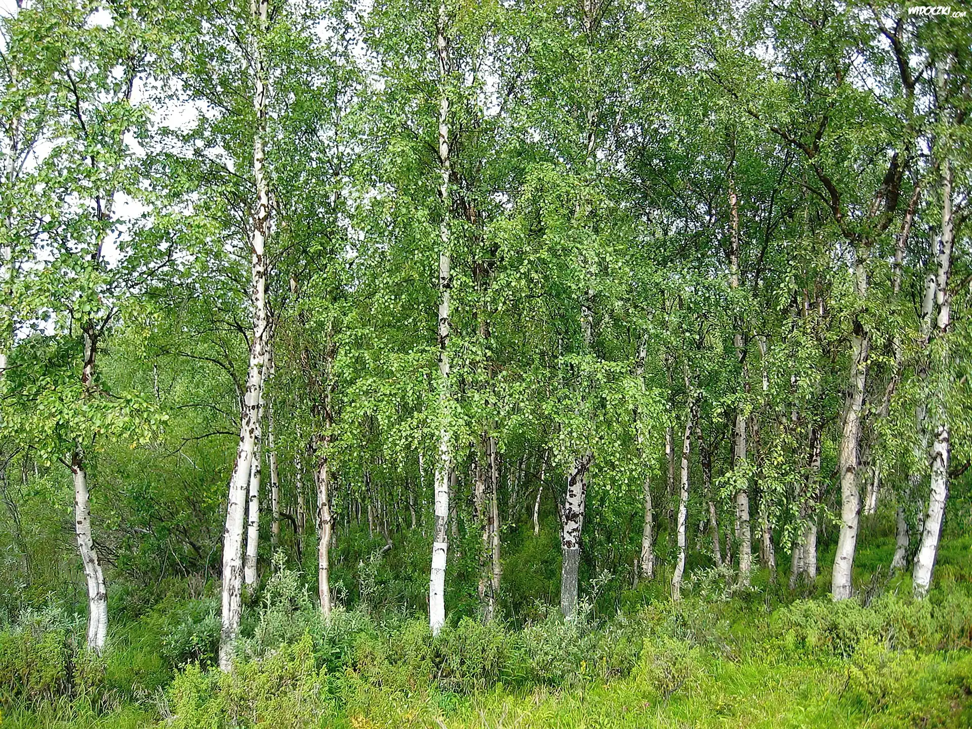 Las, Brzozowy