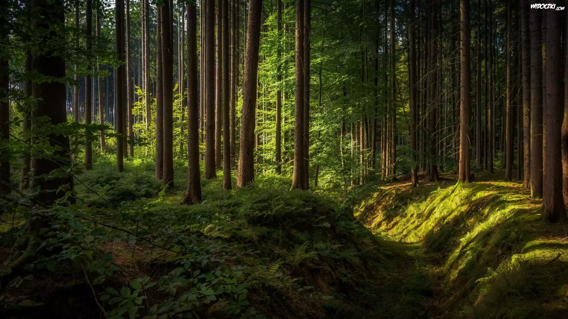 Las, Drzewa, Promienie słońca, Cień, Rów