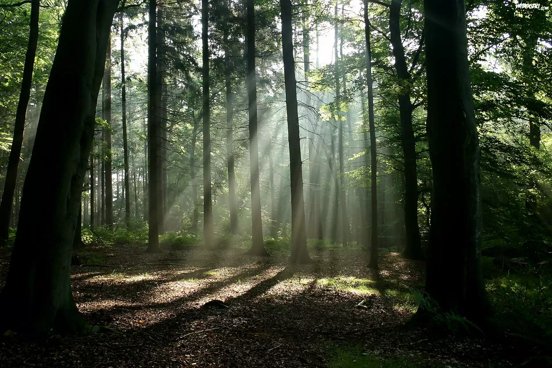 Las, Cienie, Drzewa, Przebijające światło