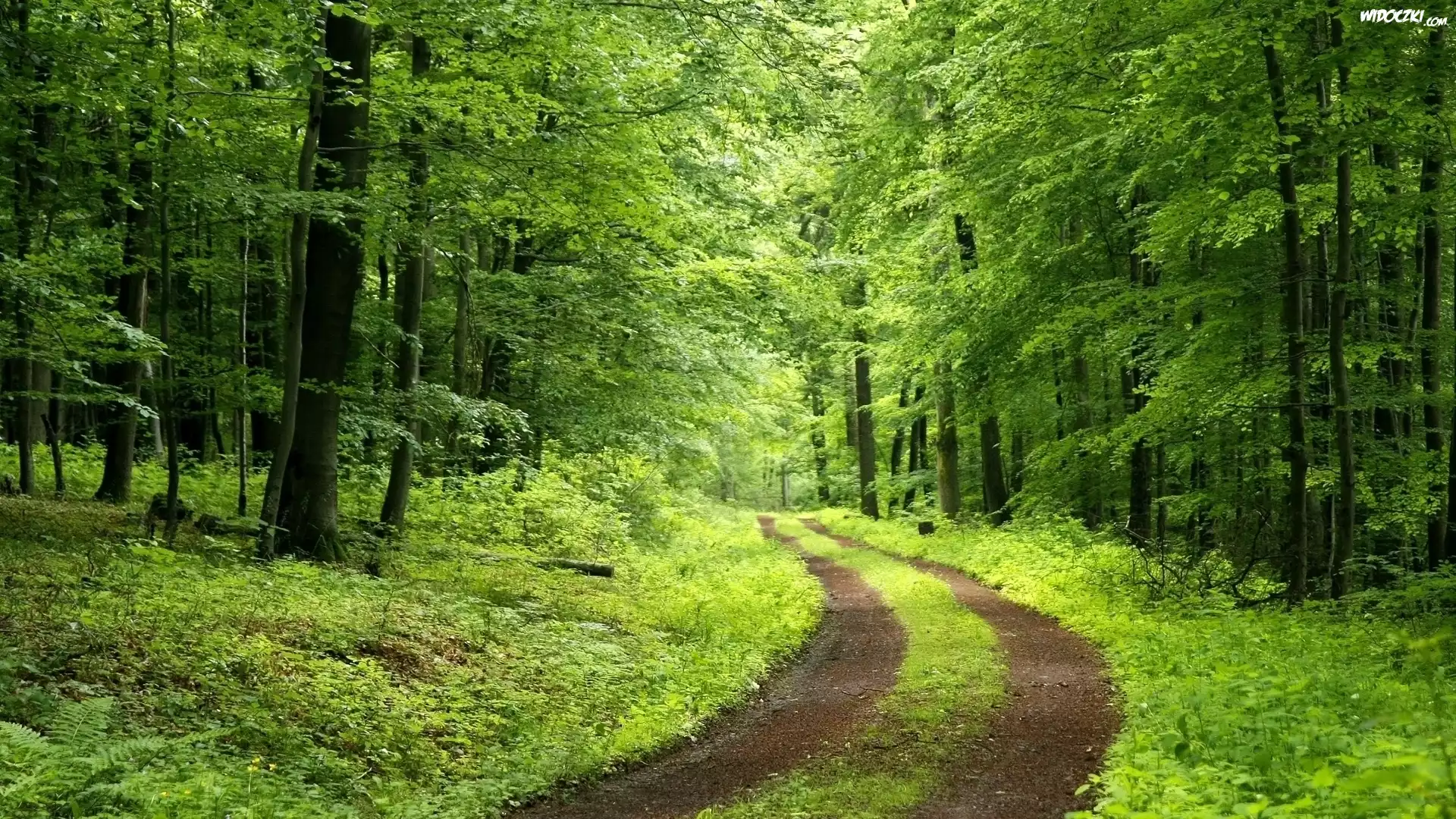 Las, Ścieżka