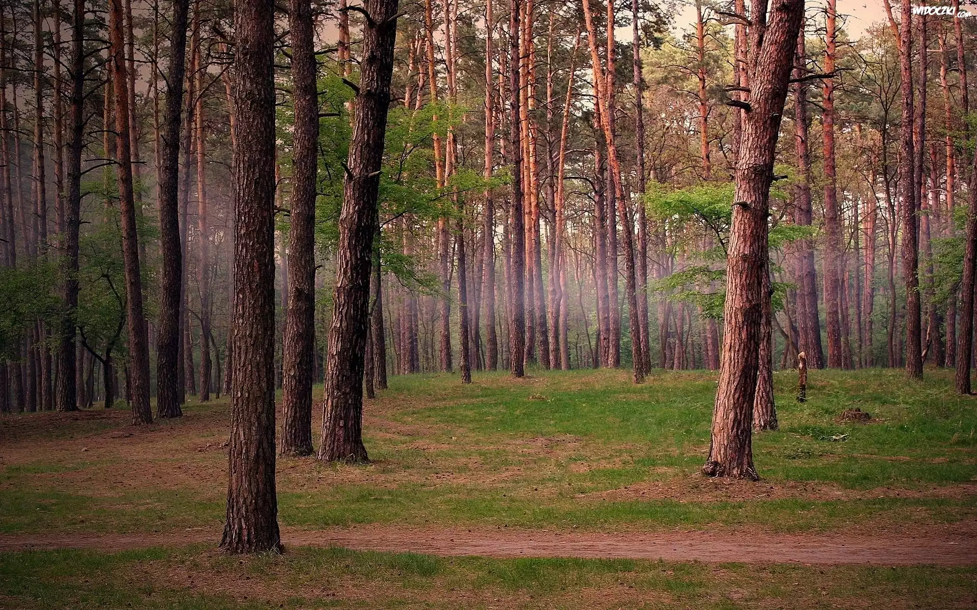 Las, Ścieżka