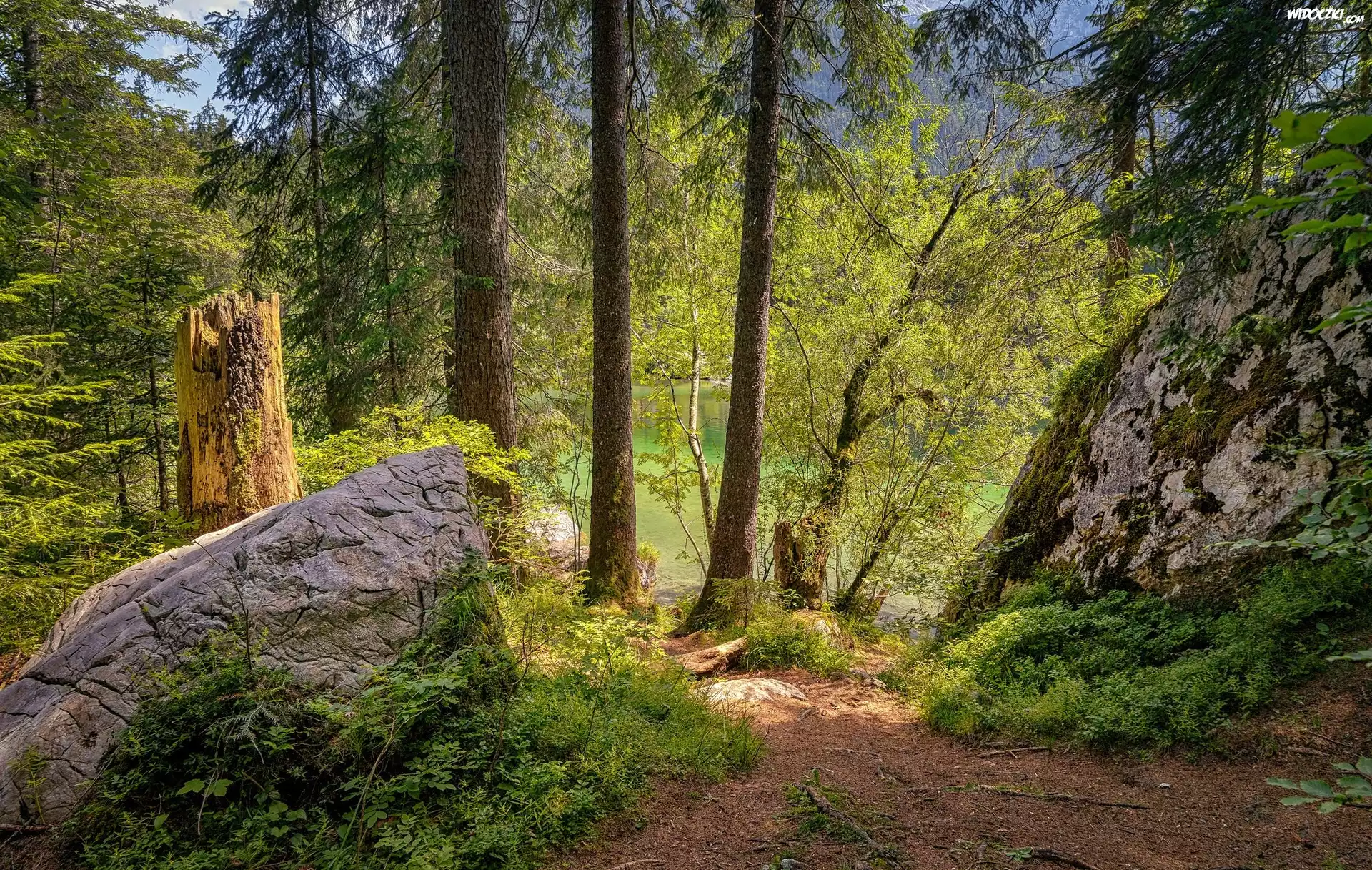 Las, Drzewa, Głazy, Skała, Ścieżka, Woda
