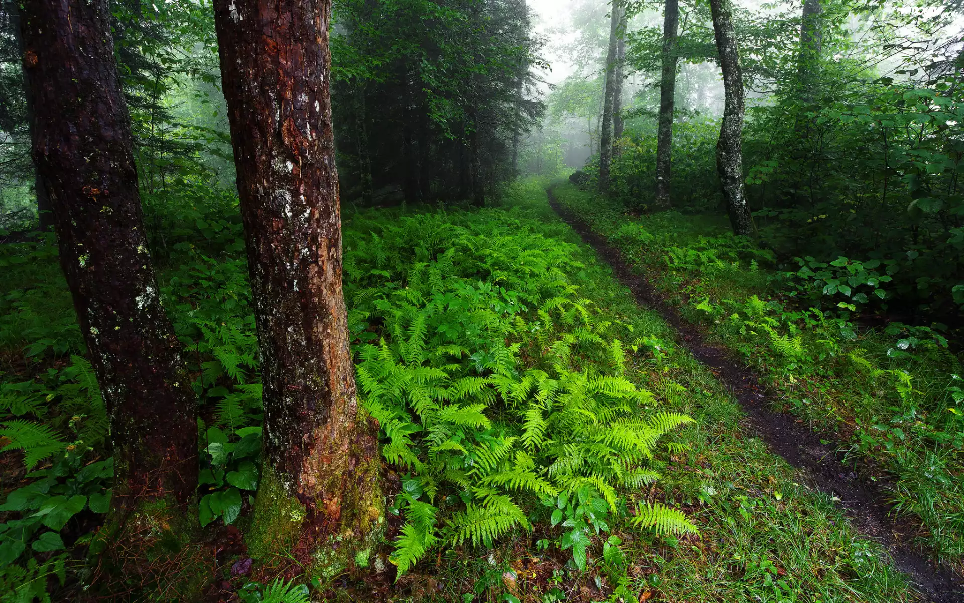 Las, Drzewa, Krzewy, Paprocie, Ścieżka, Mgła