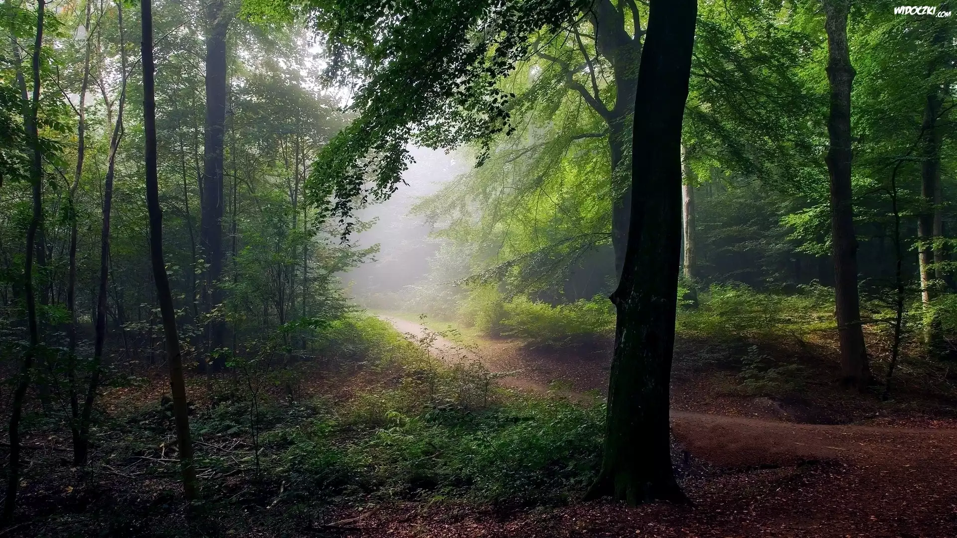 Las, Drzewa, Mgła, Ścieżka, Drzewa