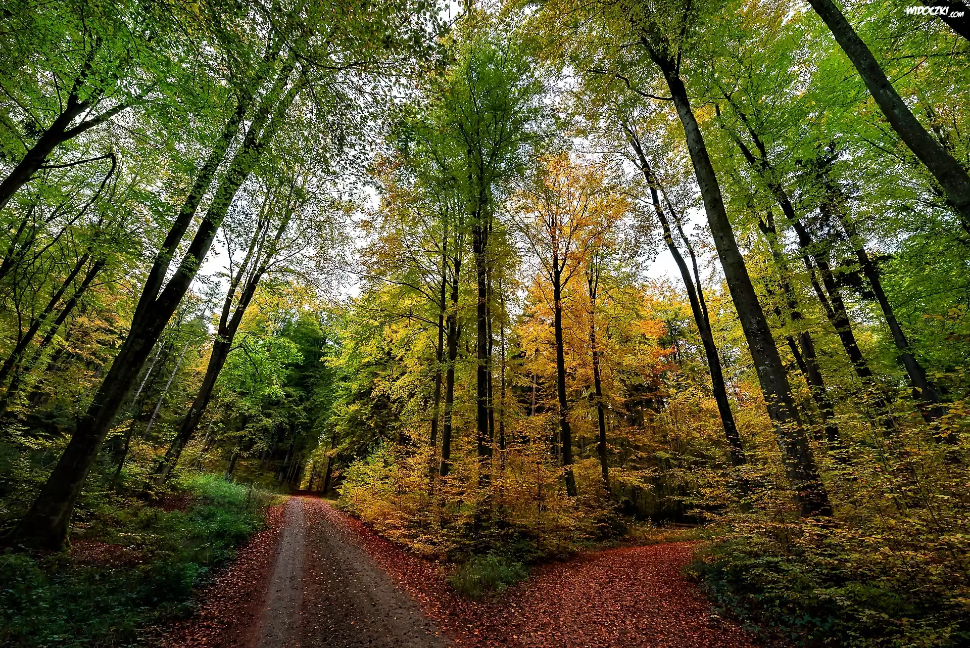 Las, Rozwidlenie Drogi, Jesień