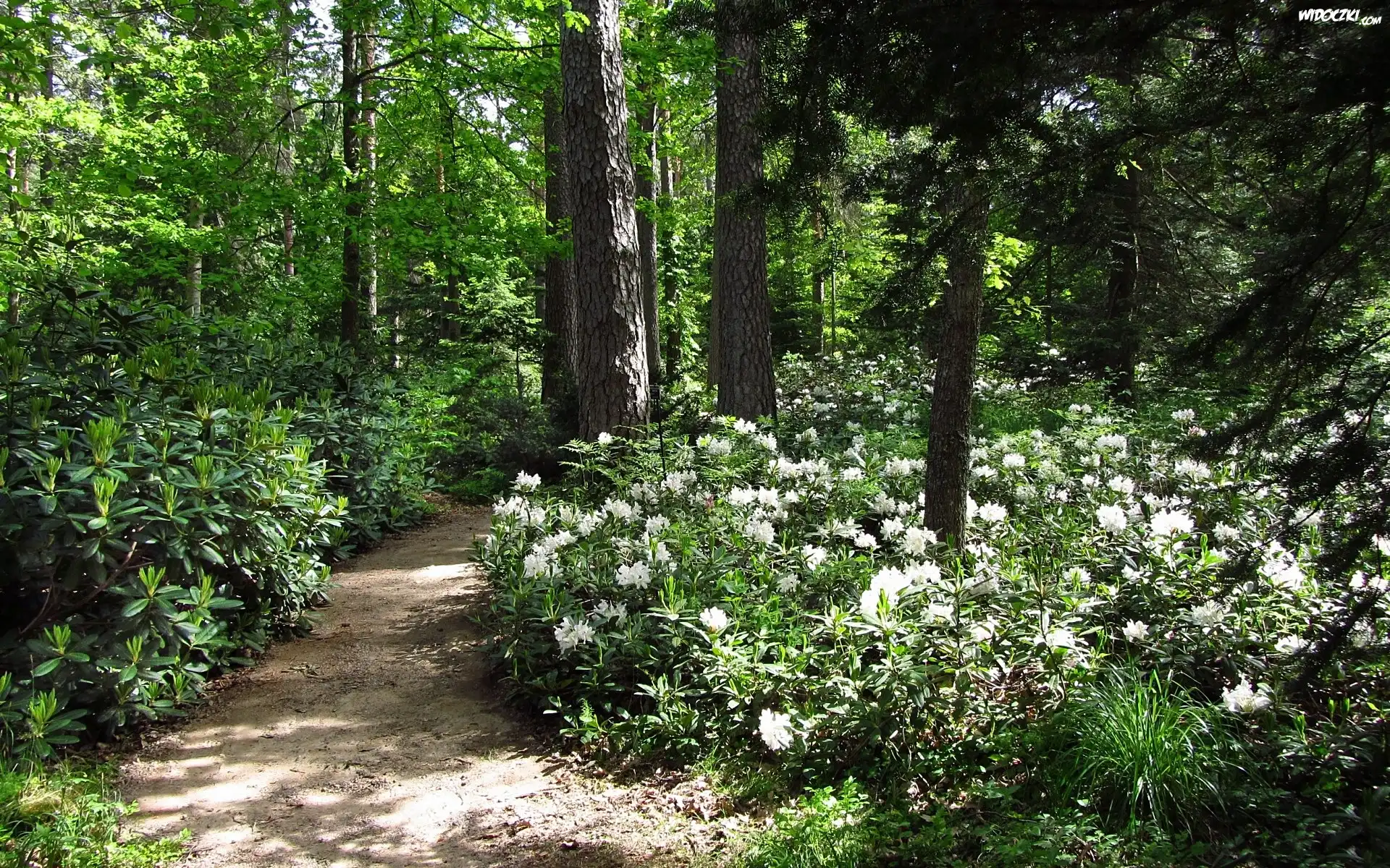 Dróżka, Las, Rododendrony