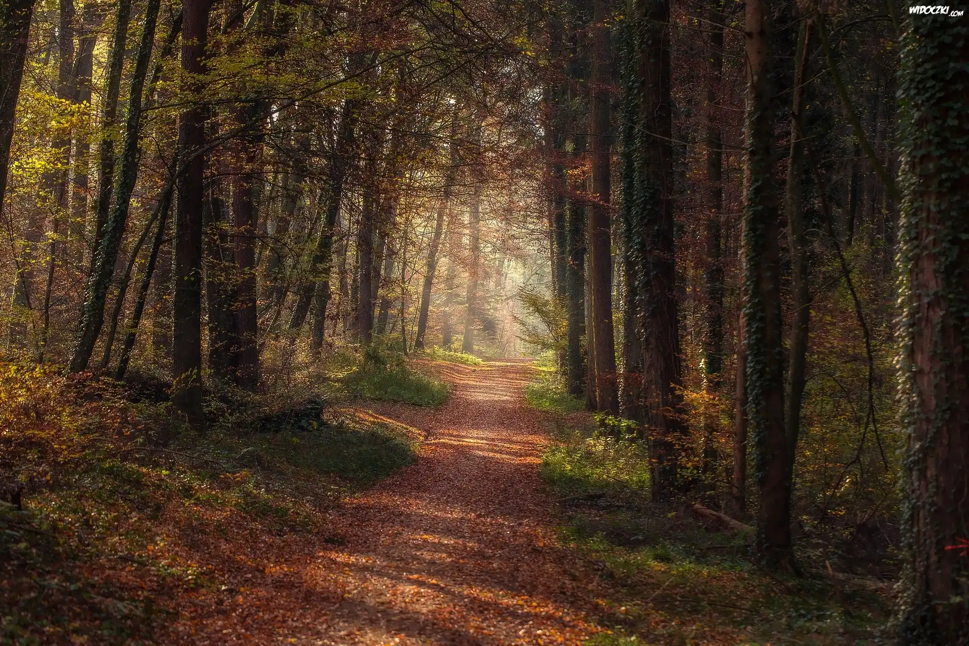 Las, Droga, Ścieżka, Drzewa, Jesień