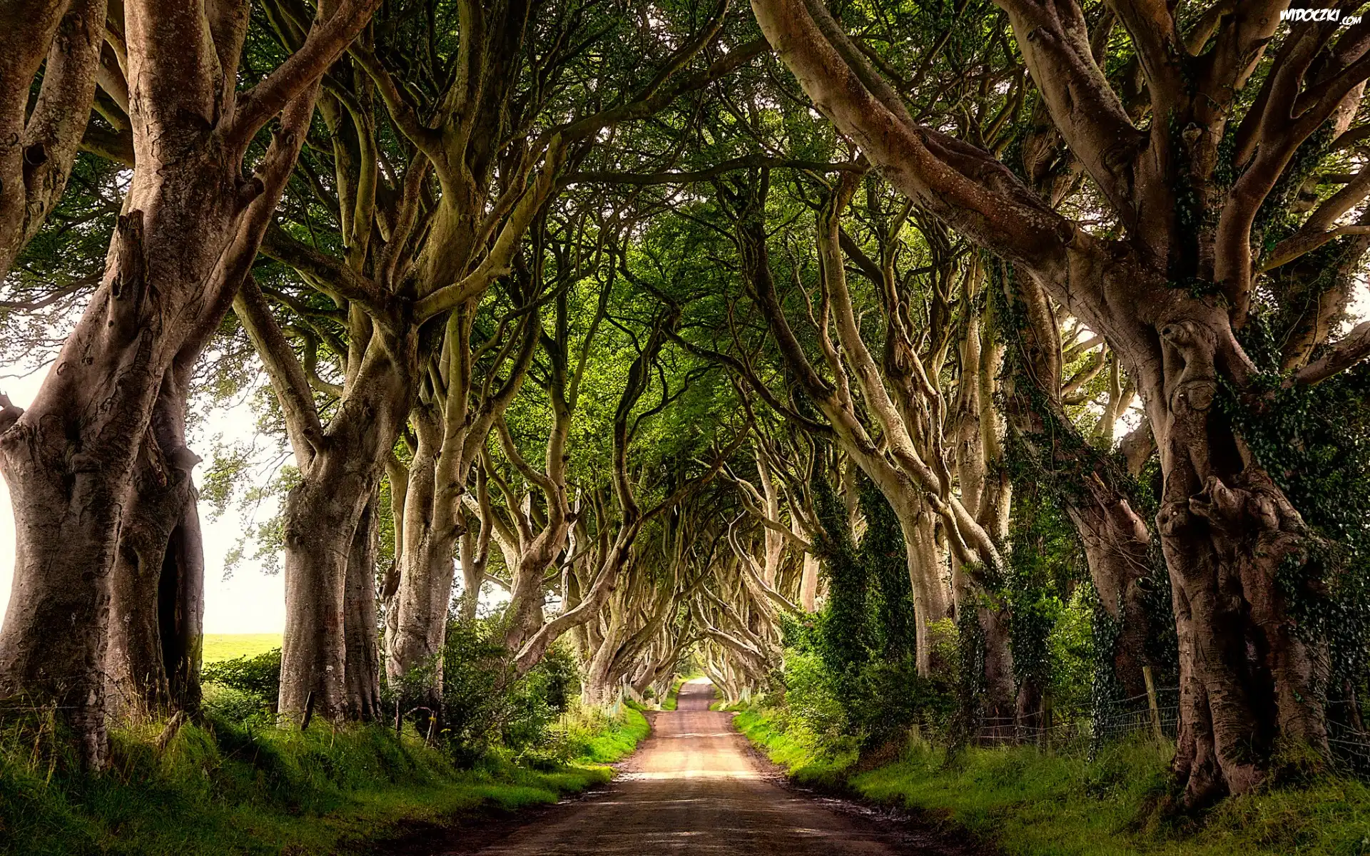 Irlandia Północna, Hrabstwo Antrim, Bukowa aleja Dark Hedges, Droga, Drzewa, Buki