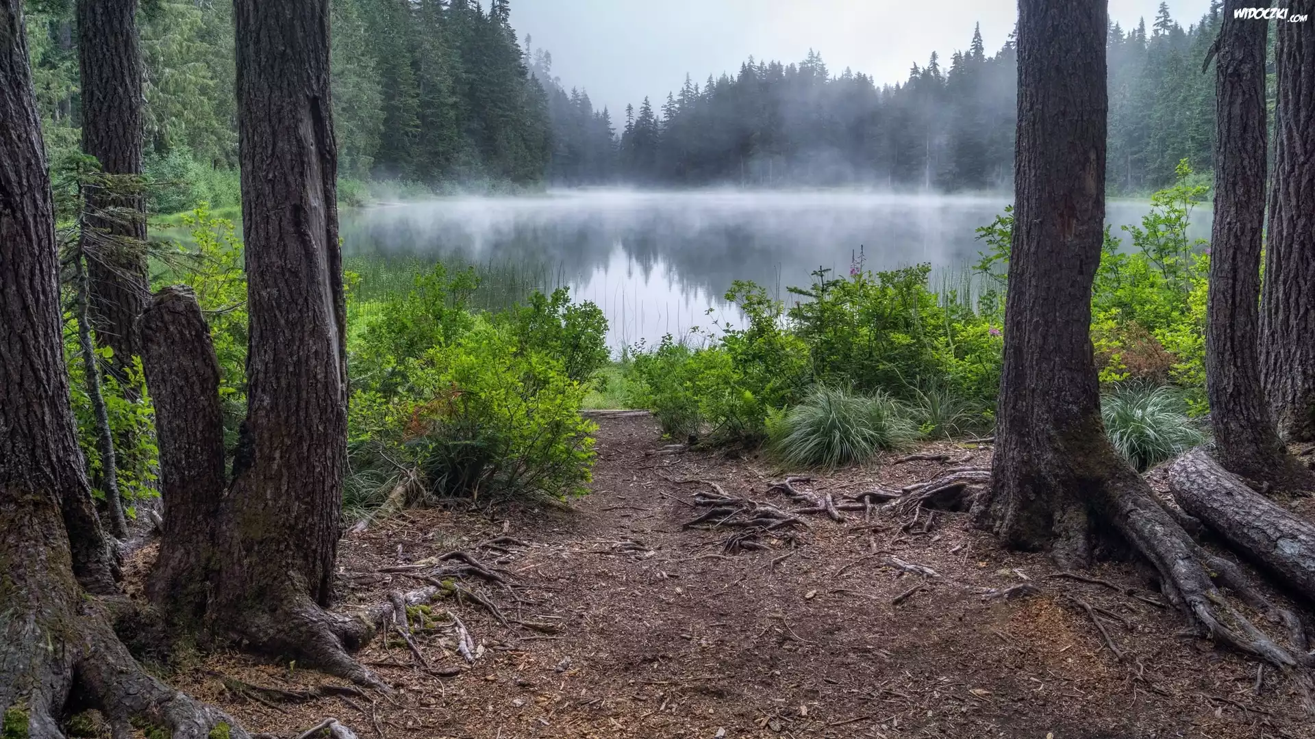 Stany Zjednoczone, Hrabstwo Snohomish, Drzewa, Jezioro Goat Lake, Mgła, Las
