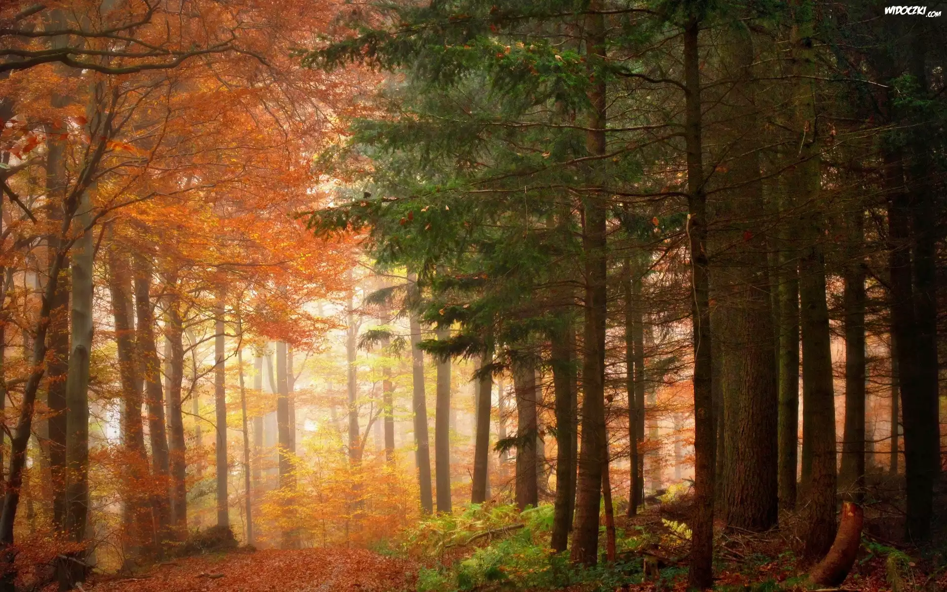 Las, Kolorowe, Drzewa, Jesień