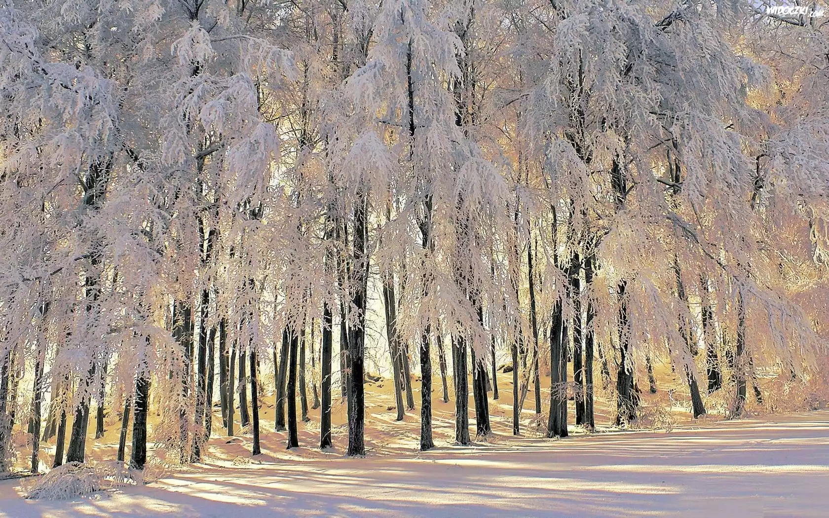 Las, Ośnieżone, Drzewa, Zima