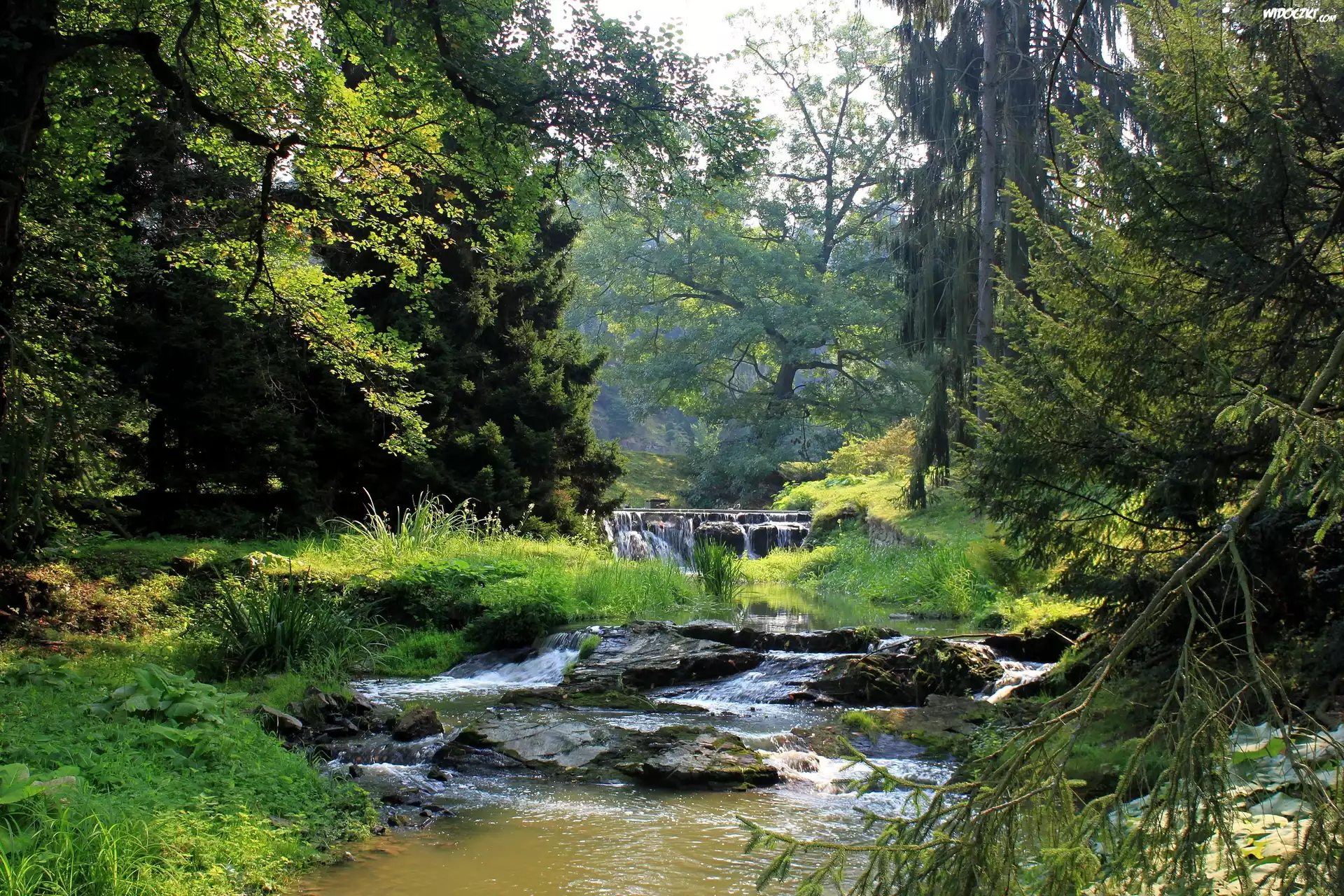 Las, Rzeka, Drzewa, Kamienie