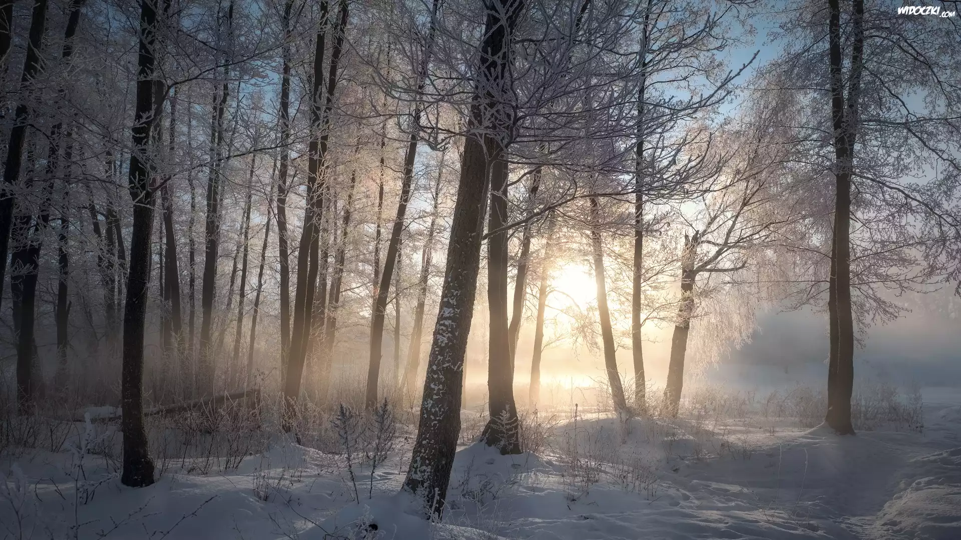 Drzewa, Las, Zima, Śnieg, Mgła, Wschód słońca