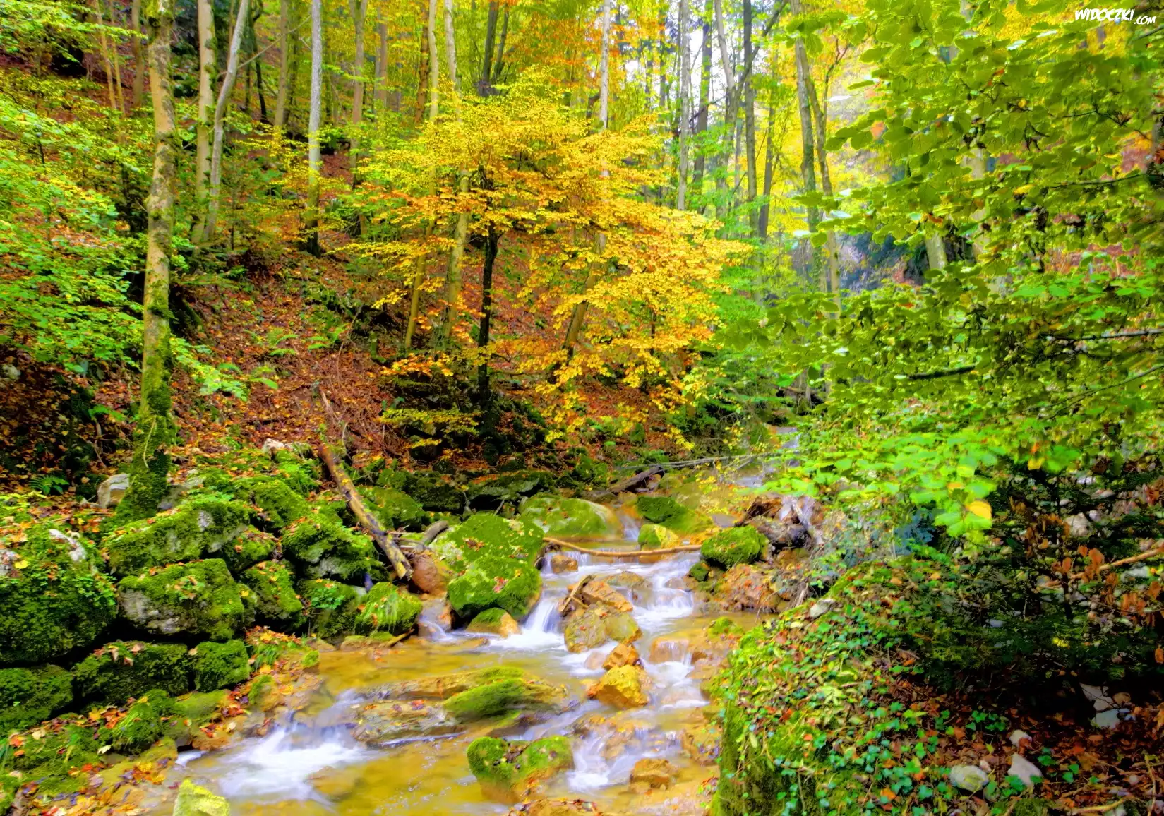 Las, Strumyk, Drzewa, Jesień