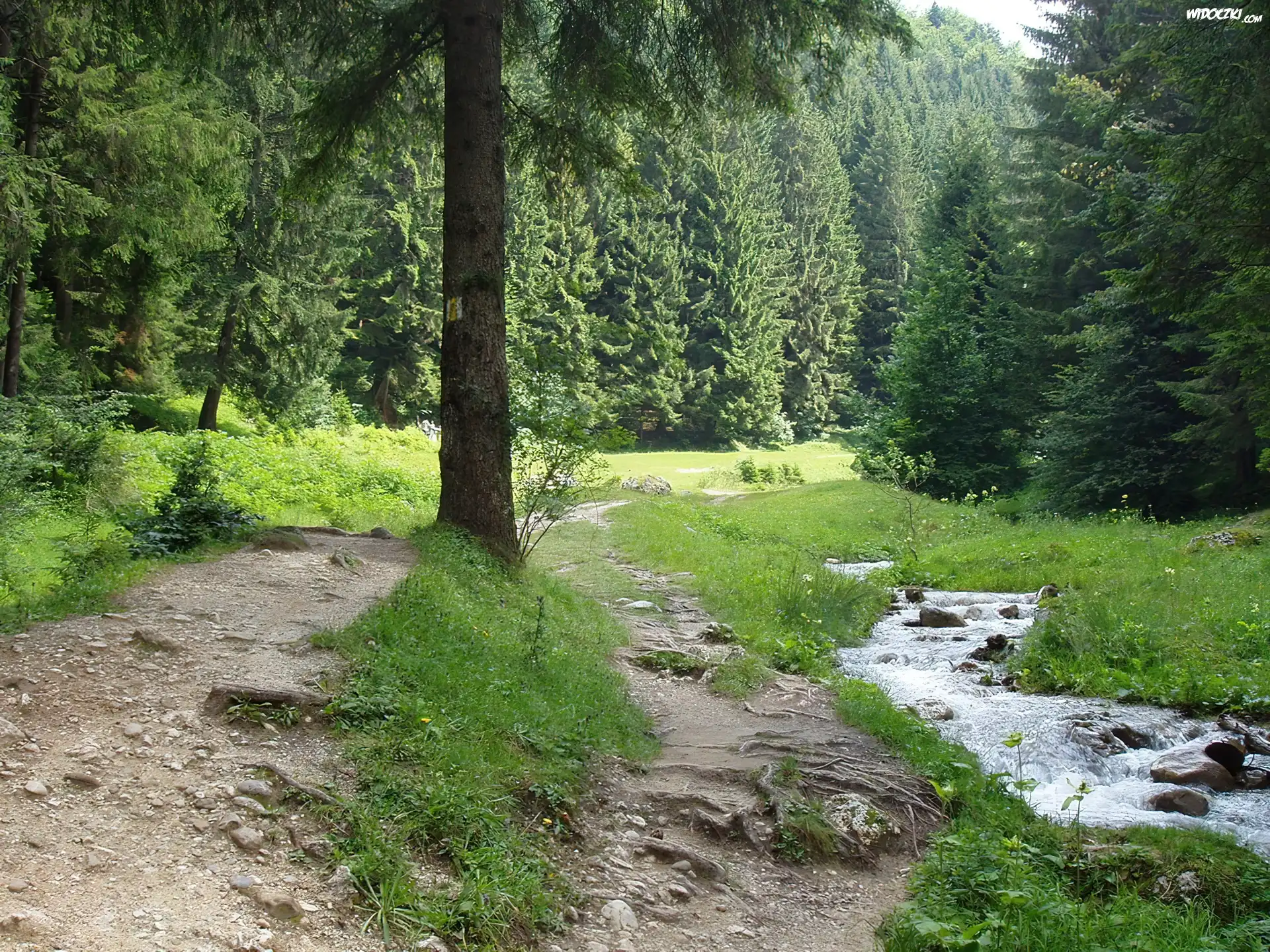 Drzewo, Las, Strumyk