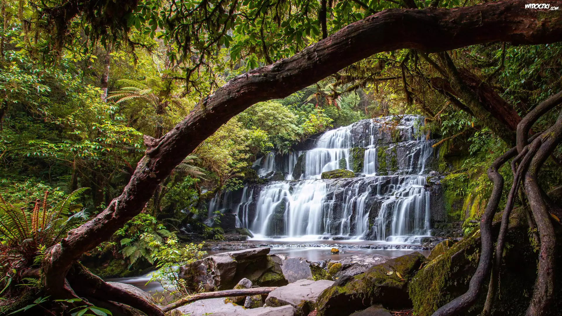 Las, Drzewa, Wodospad, Kamienie, Mech, Purakaunui Falls, Nowa Zelandia