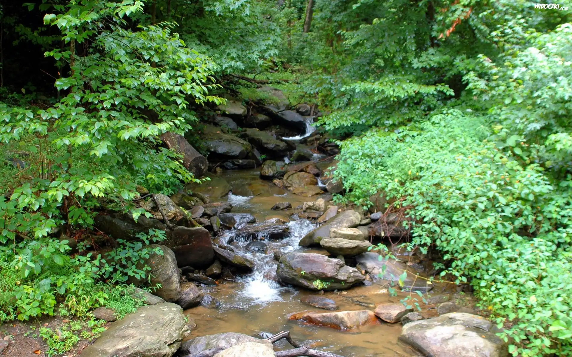 Las, Potok, Kamienie, Wiosna, Georgia, USA
