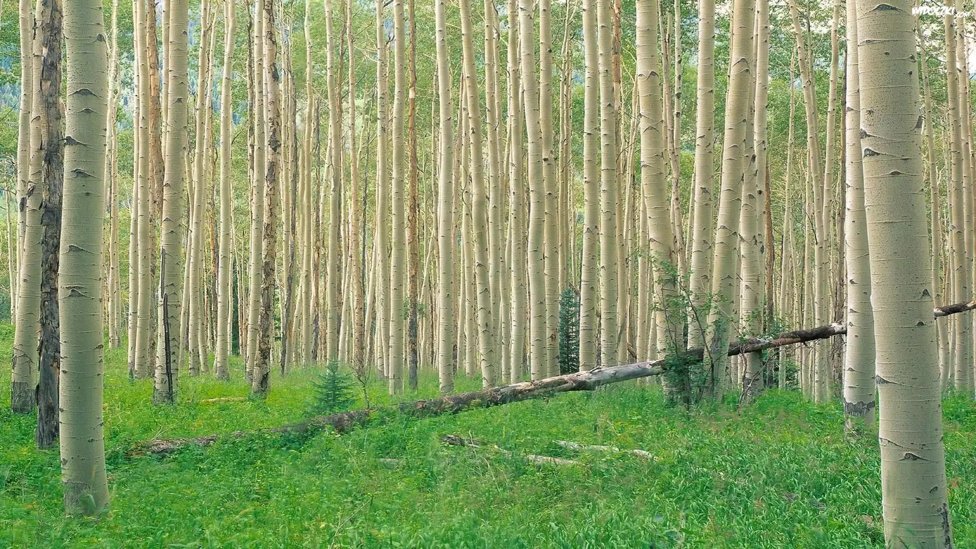 Gęsty, Las, Brzozowy