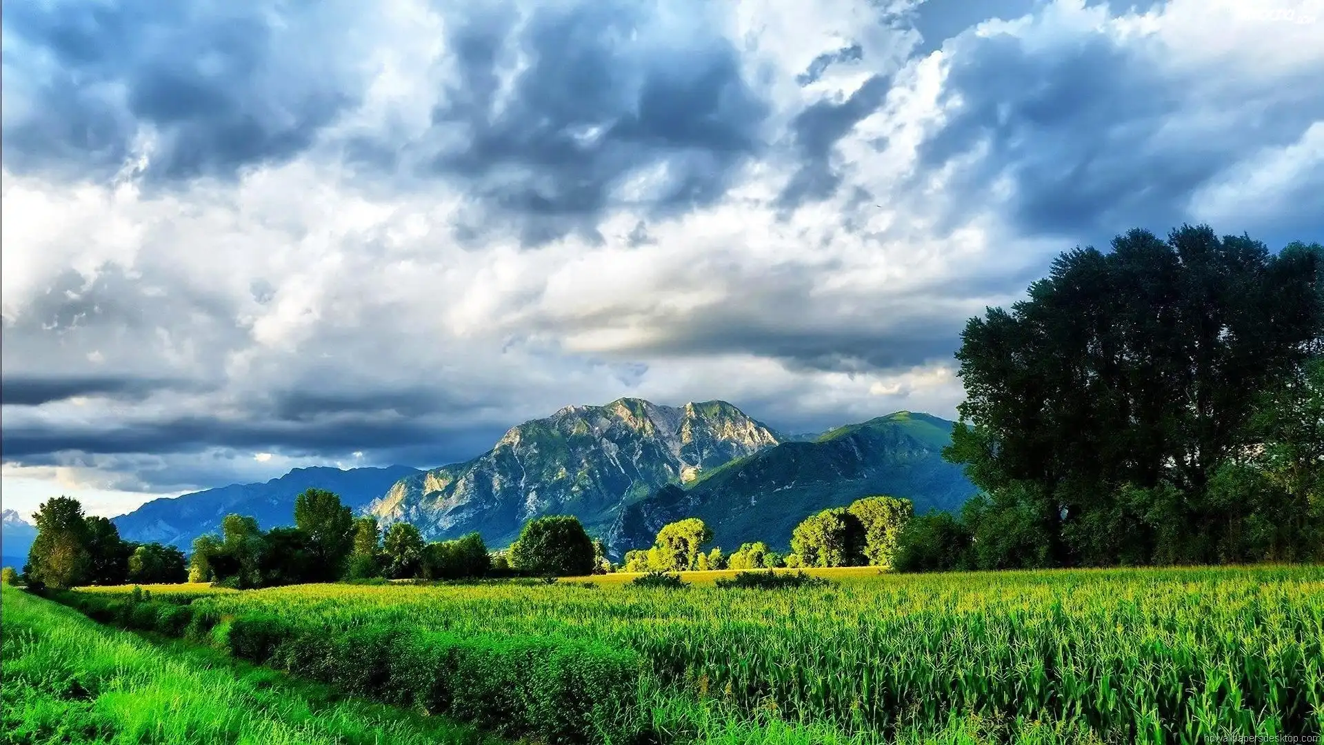 Góry, Las, Łąka