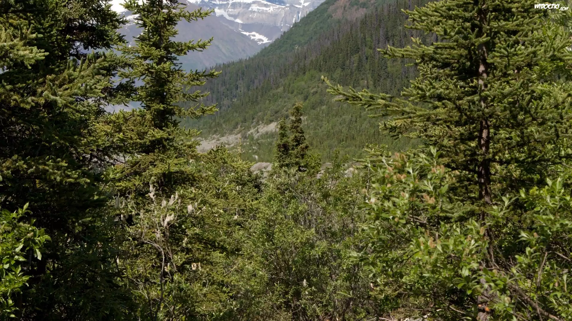 Góry, Las, Drzewa