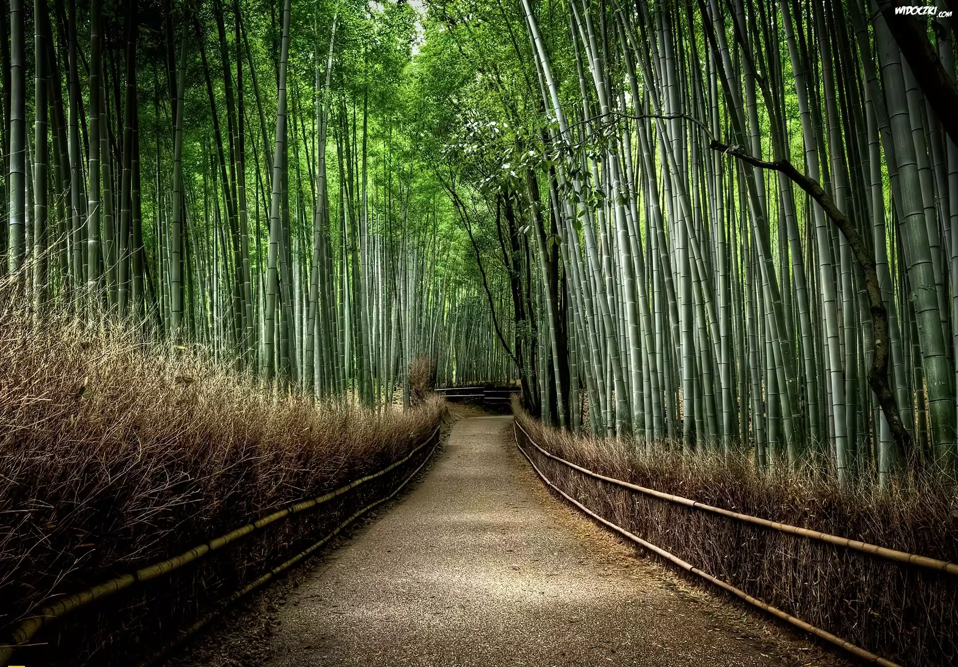 Las, Bambusowy, Japonia, Droga