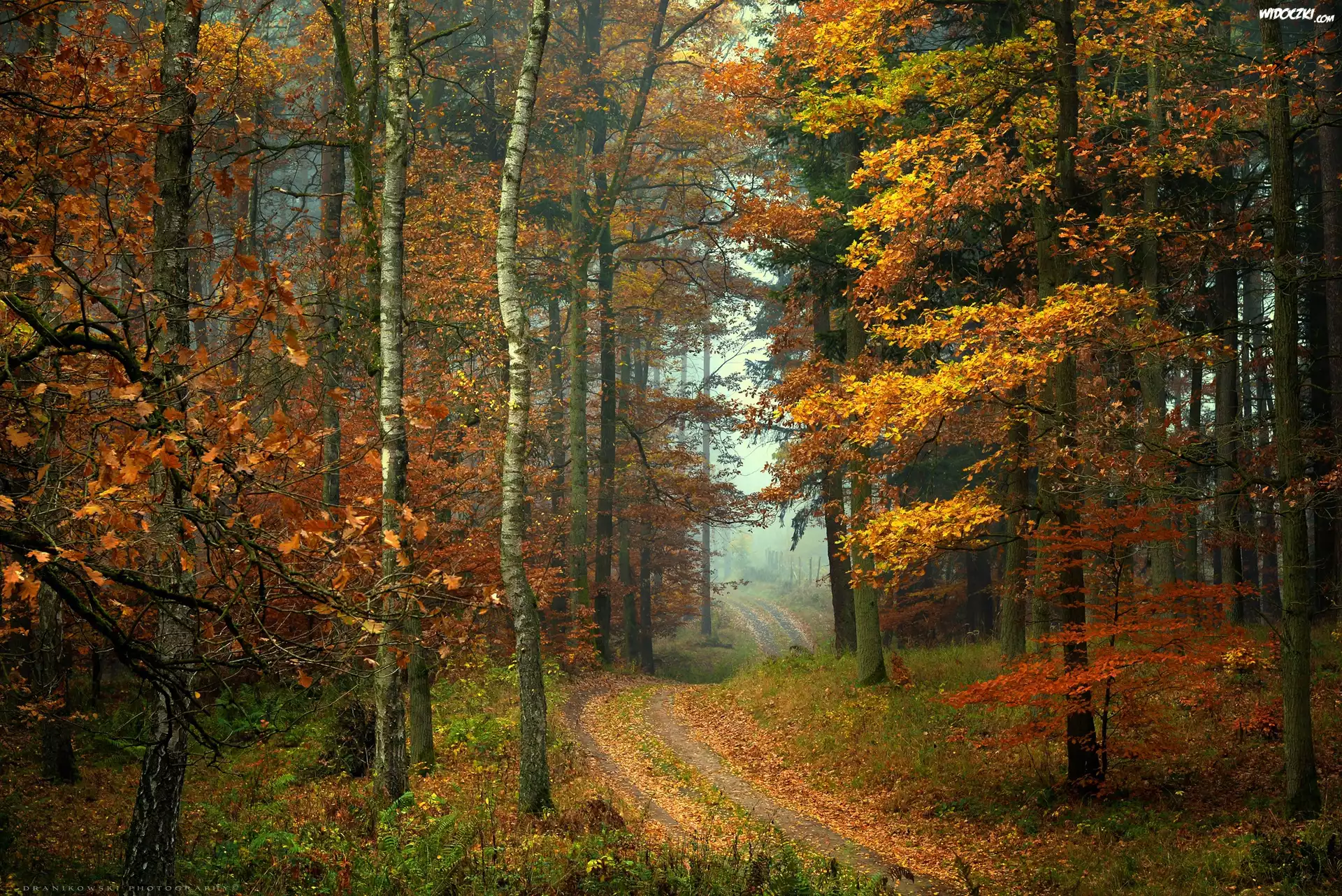 Las, Drzewa, Ścieżka, Liście, Jesień, Mgła