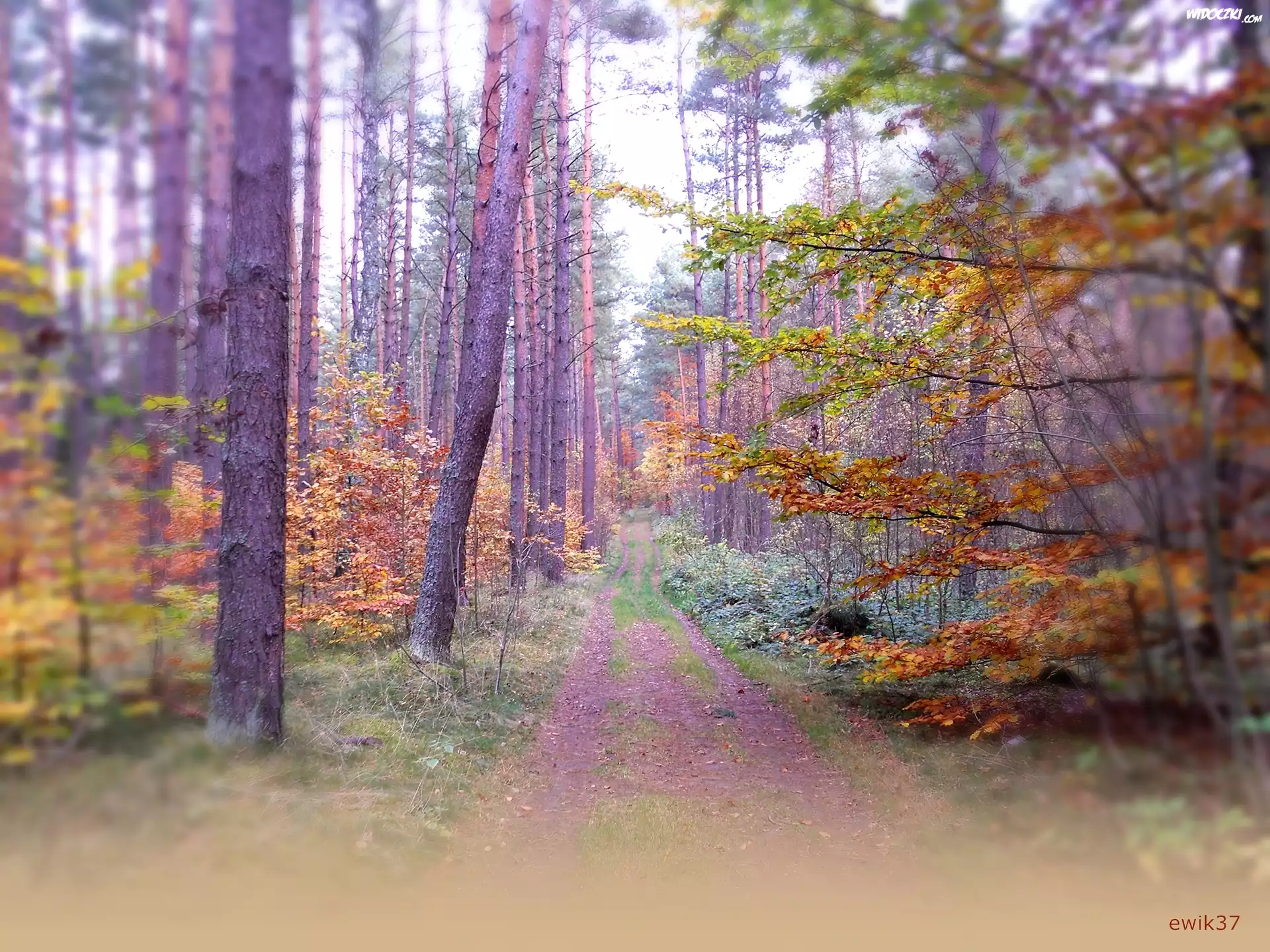 Jesień, Las, Kolory