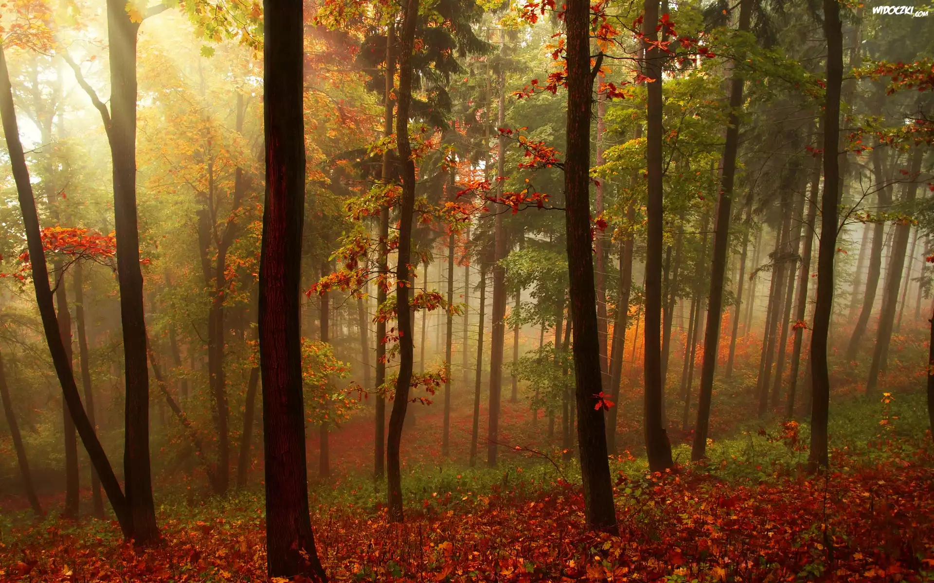Jesień, Las, Mgła
