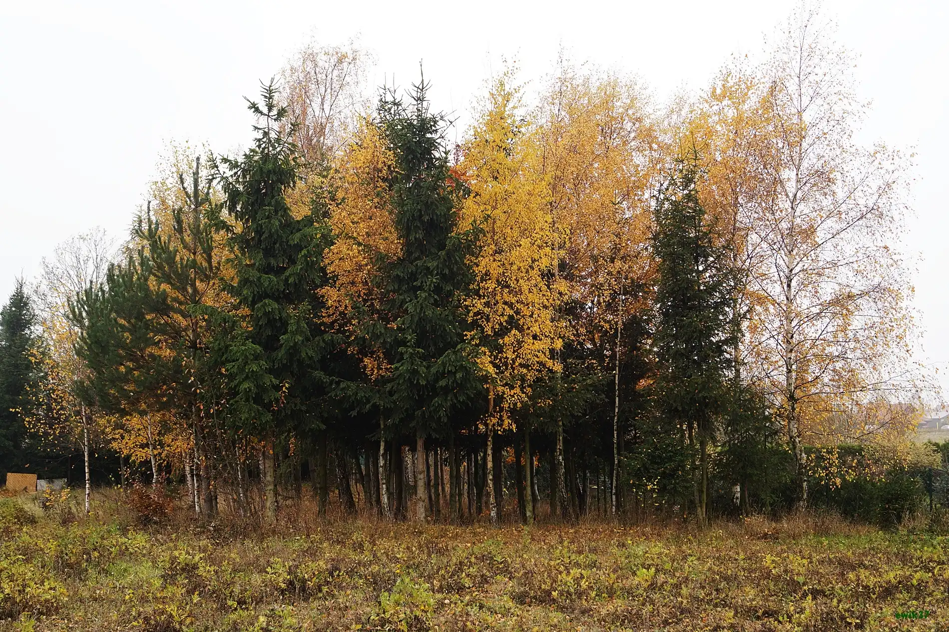 Jesień, Las, Mieszany