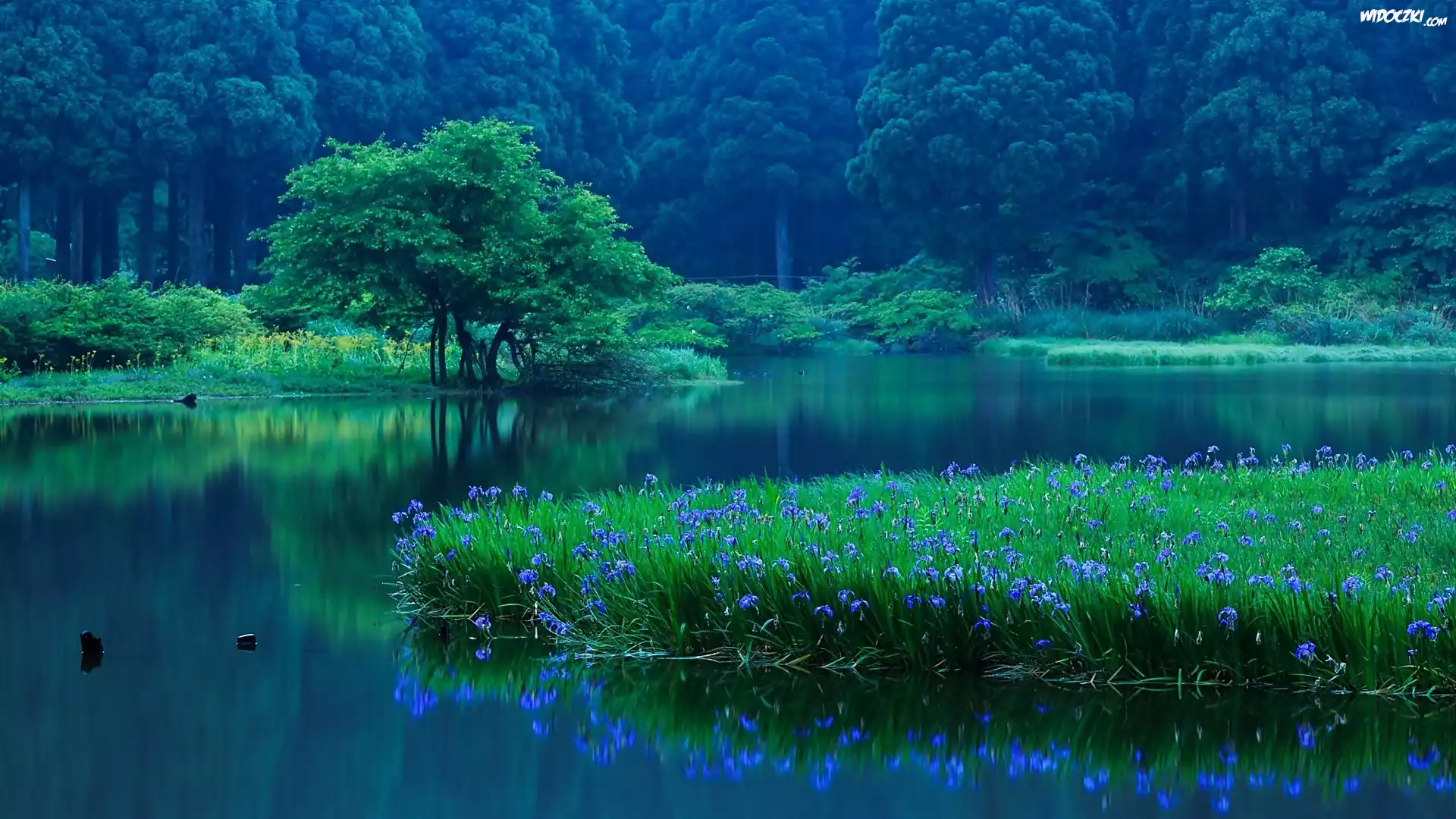 Jezioro, Las, Irysy